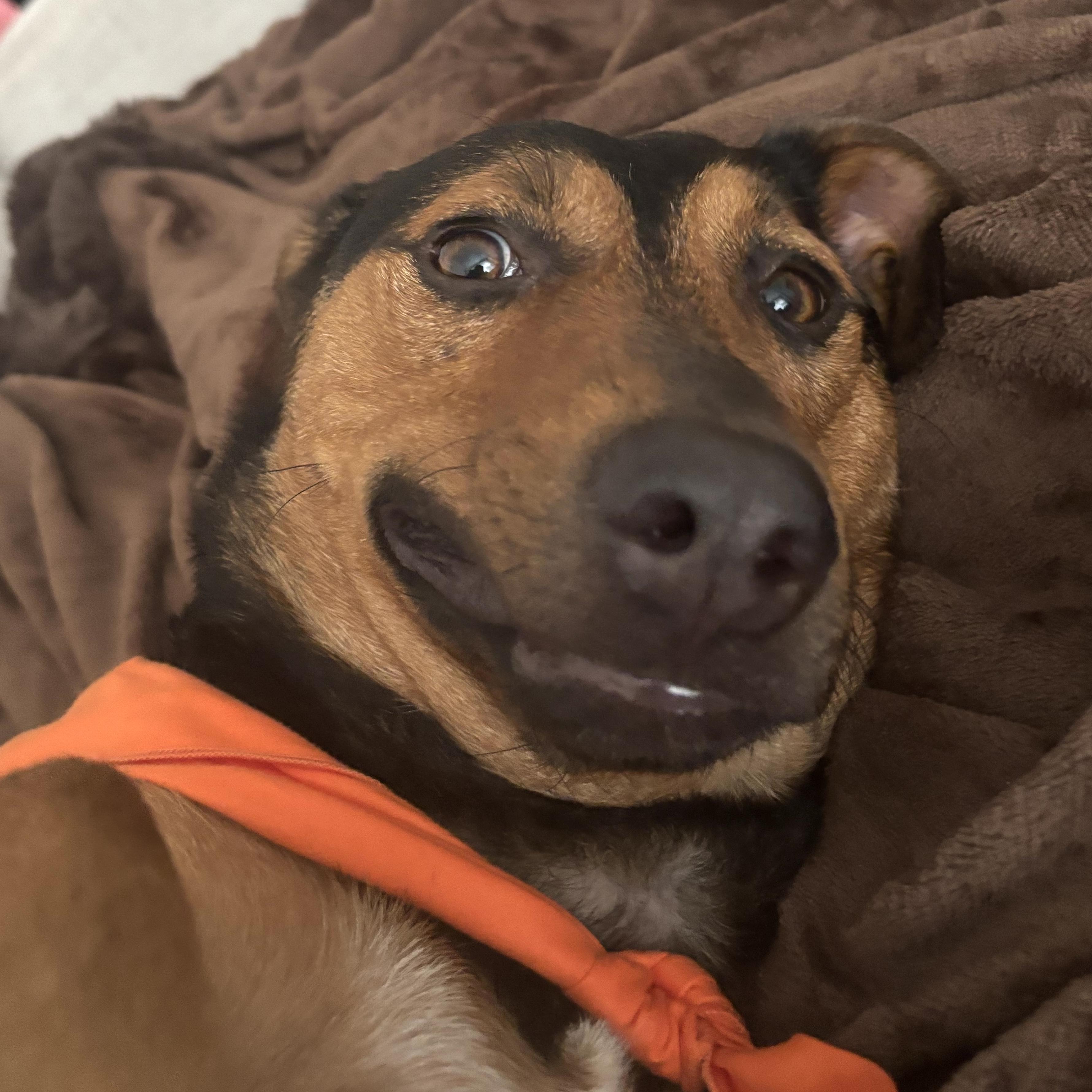 Cruz, an adopted mixed breed in Brooklyn, NY image 2/6