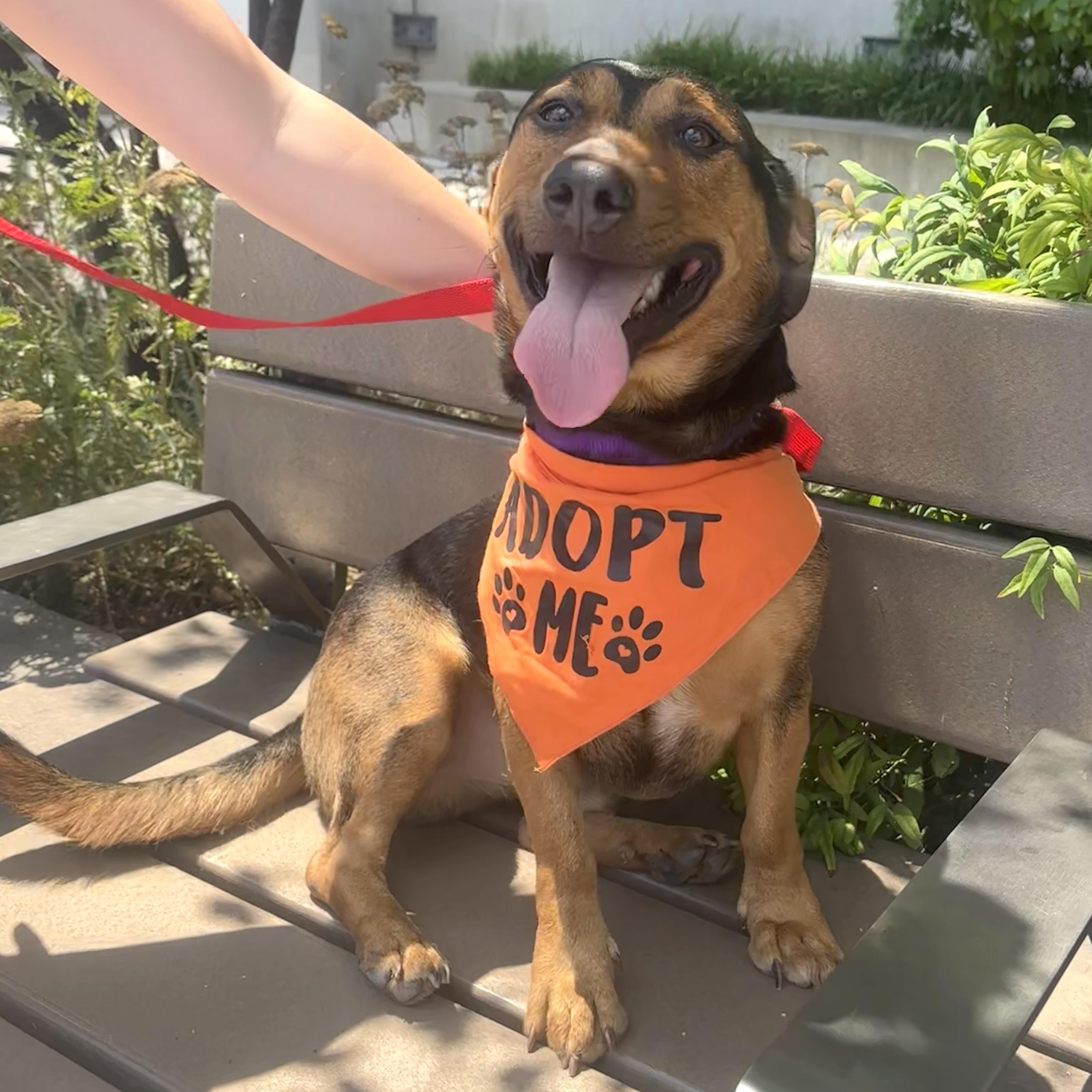 Cruz, an adopted mixed breed in Brooklyn, NY image 1/6