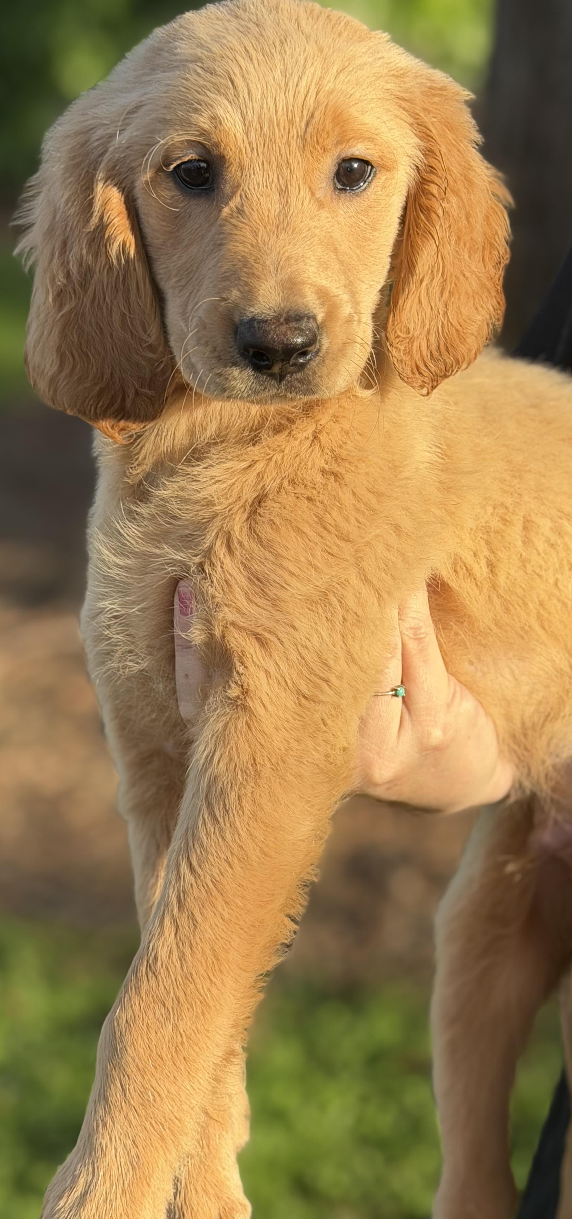 Enlarge Cider, a ADOPTABLE mixed breed in Yuba City, CA image 3/5