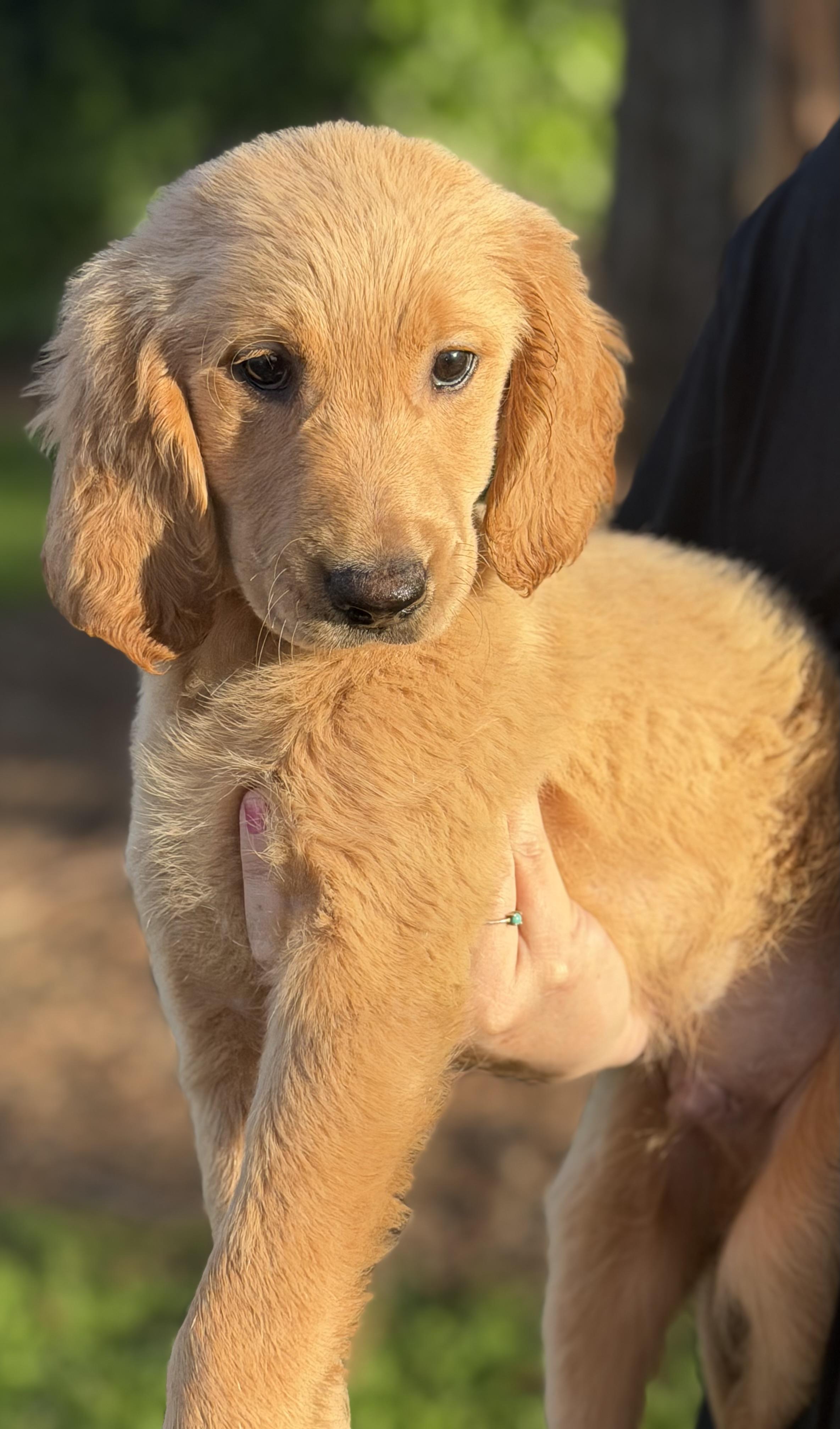Enlarge Cider, a ADOPTABLE mixed breed in Yuba City, CA image 5/5