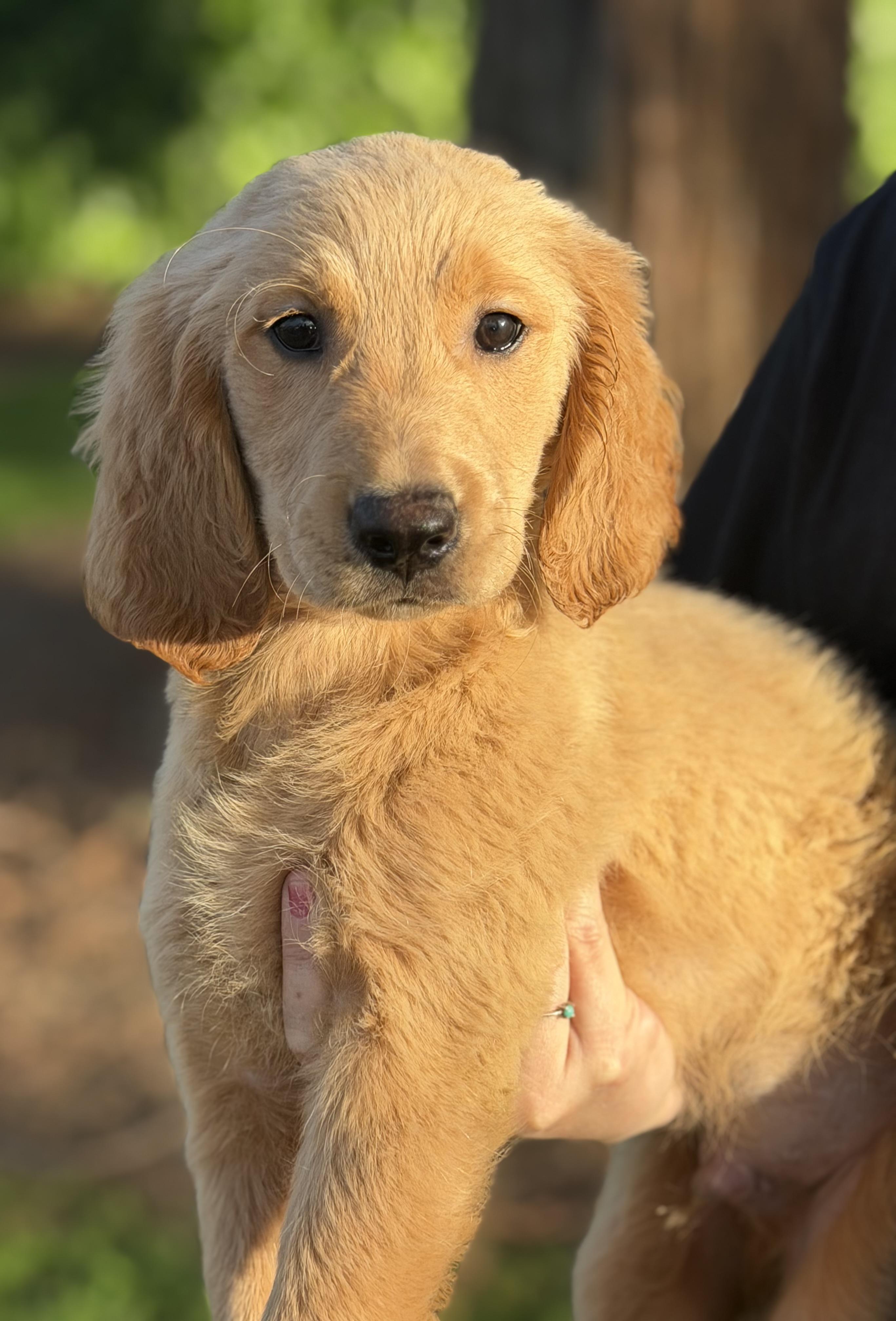 Enlarge Cider, a ADOPTABLE mixed breed in Yuba City, CA image 4/5