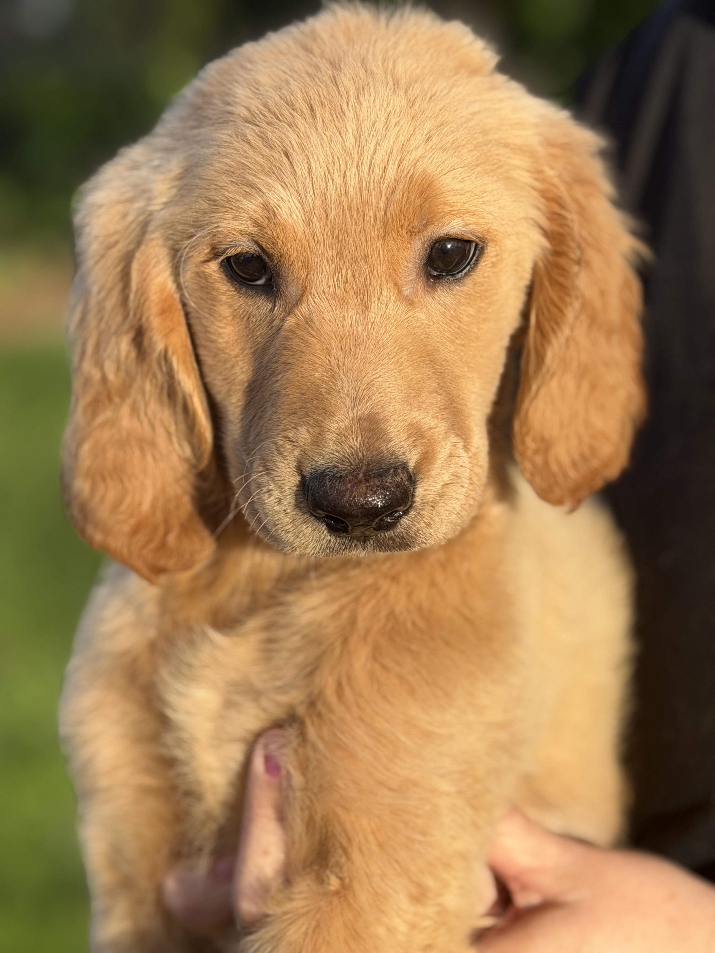 Cider, ADOPTABLE, Puppy Male Golden Retriever & Goldendoodle.