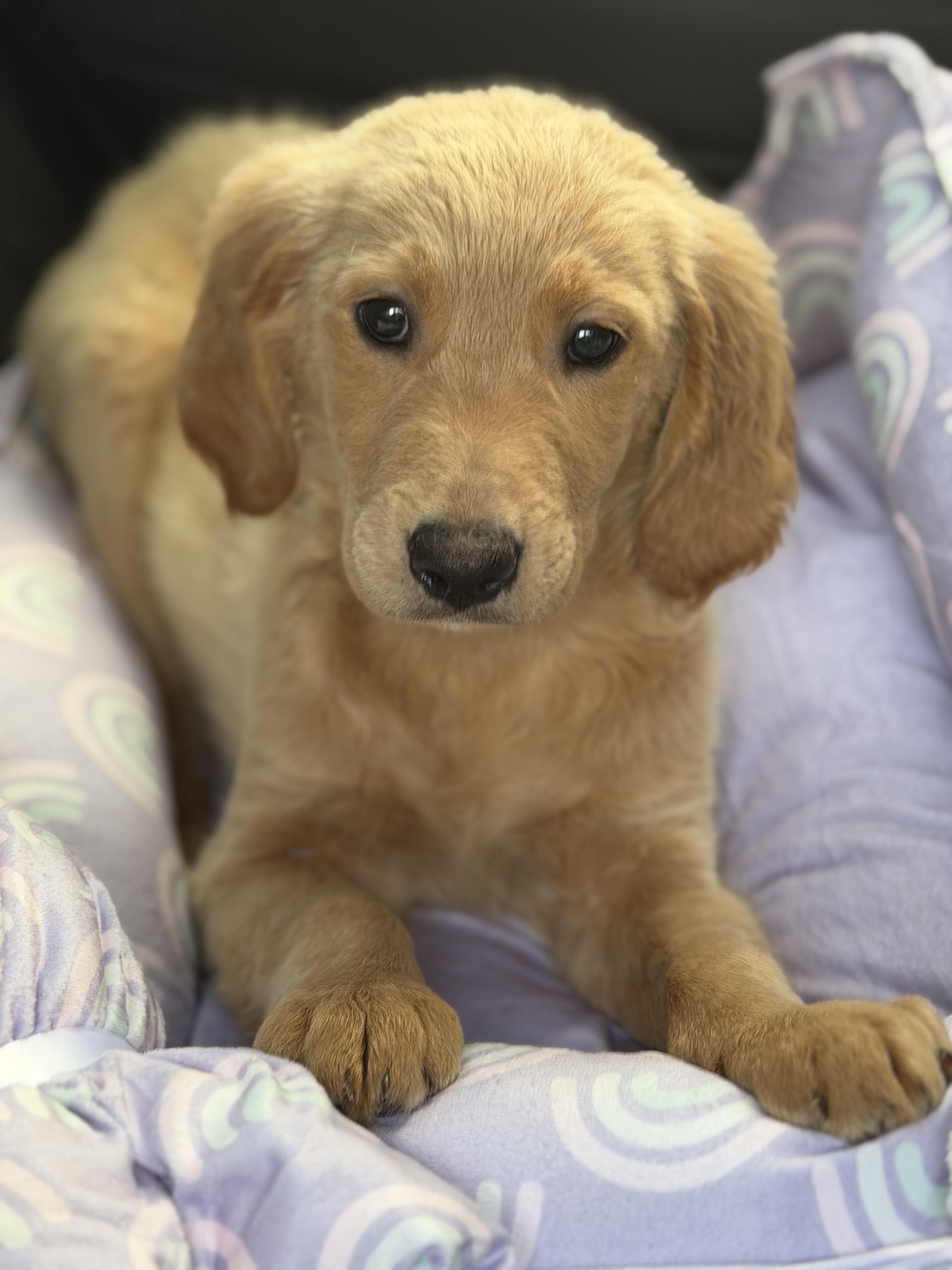 Enlarge Cider, a ADOPTABLE mixed breed in Yuba City, CA image 2/5