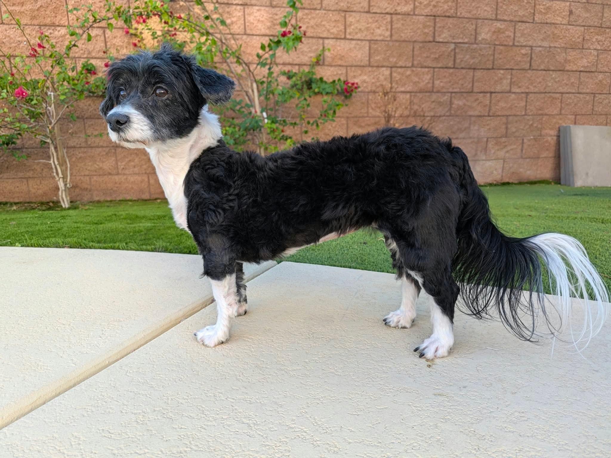 Lalla, Adoptable, Adult Female Terrier & Miniature Poodle.