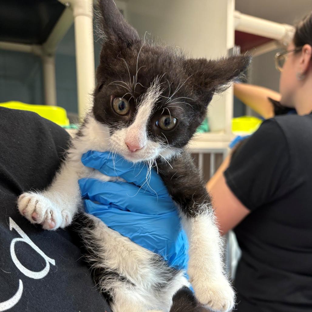 Rio, Adoptable, Kitten Female Domestic Short Hair.