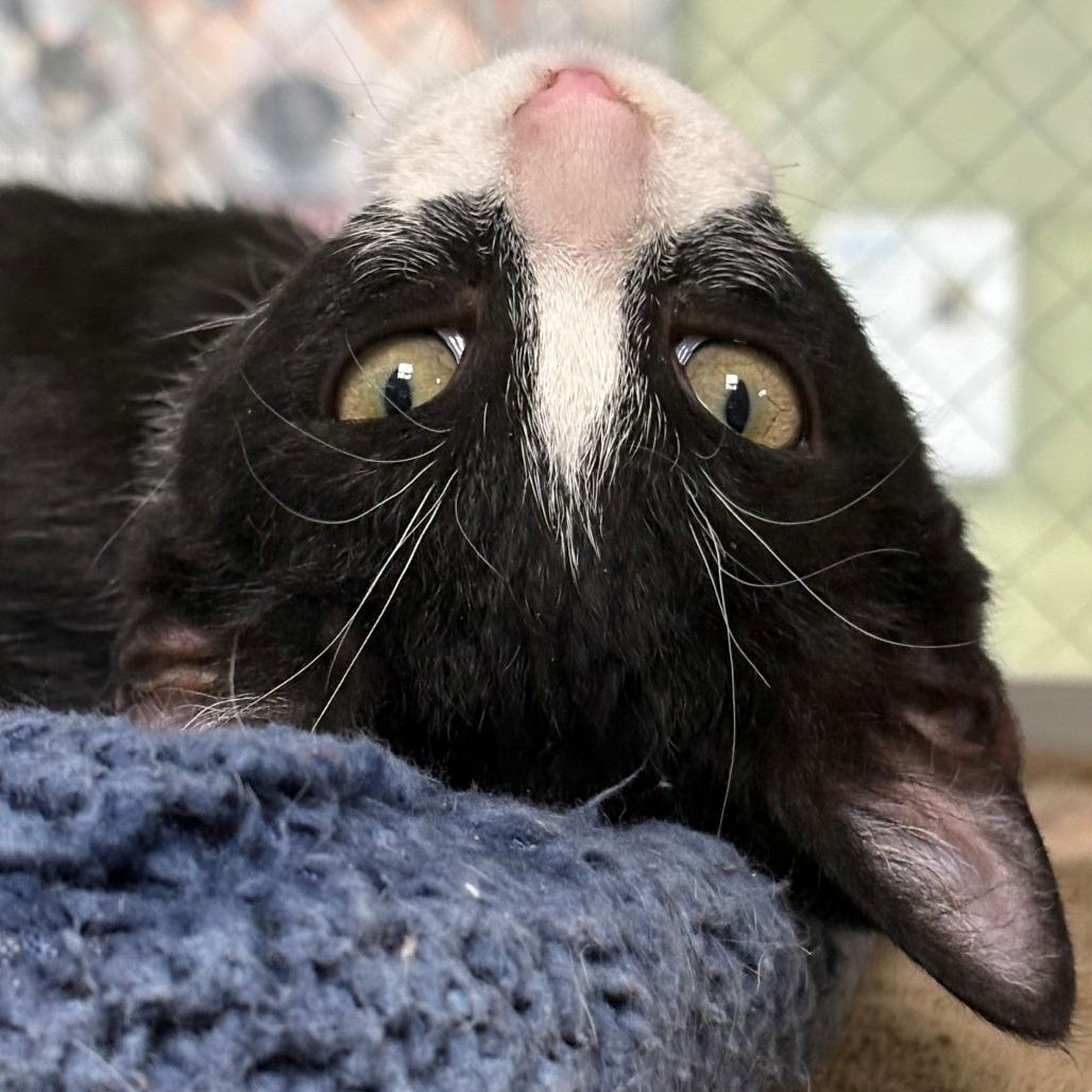 Enlarge Rio, a Adoptable Domestic Short Hair in East Hanover, NJ image 3/6