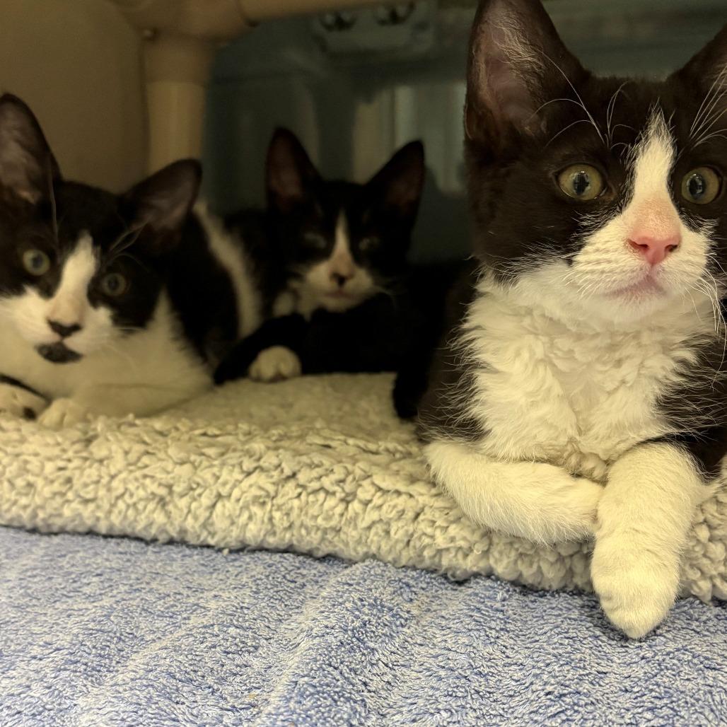 Rio, a Adoptable Domestic Short Hair in East Hanover, NJ image 3/6