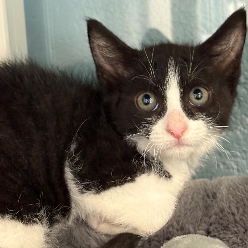 Enlarge Rio, a Adoptable Domestic Short Hair in East Hanover, NJ image 4/6