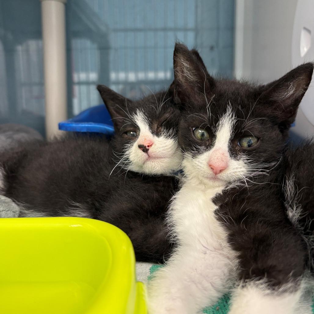 Rio, a Adoptable Domestic Short Hair in East Hanover, NJ image 6/6