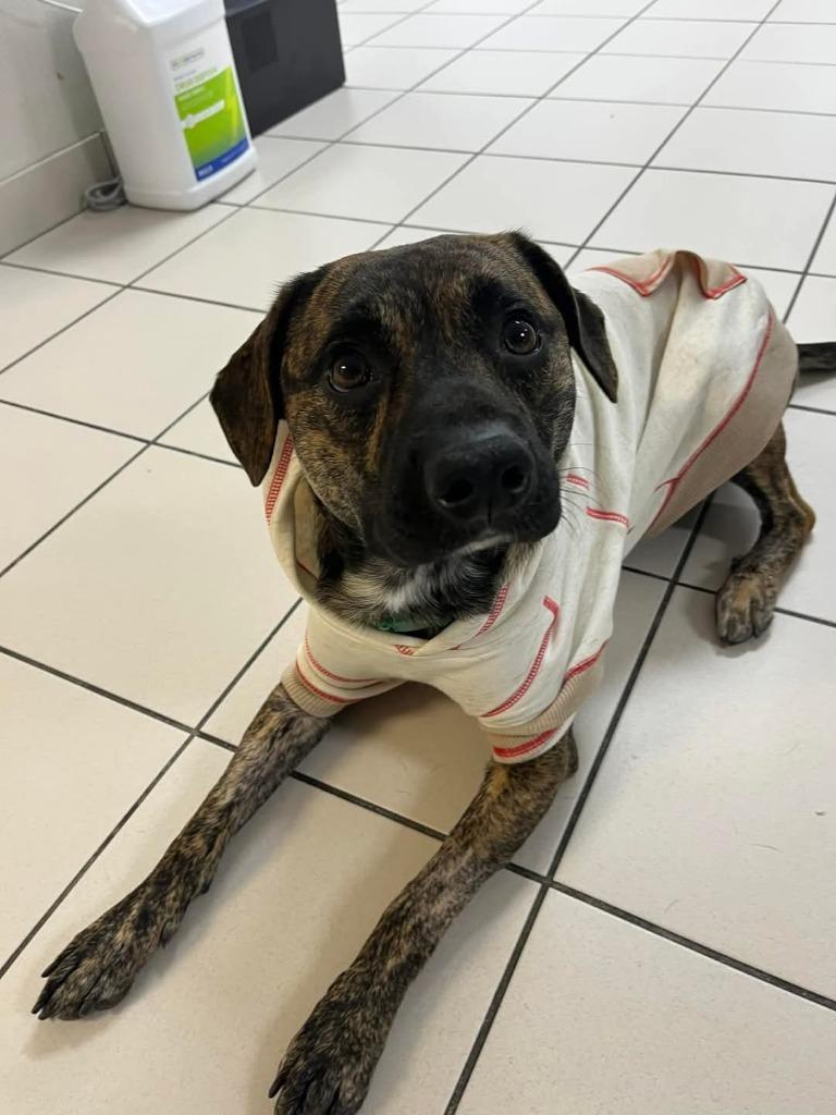 Rocket, a Adoptable mixed breed in Johnston, IA image 1/6