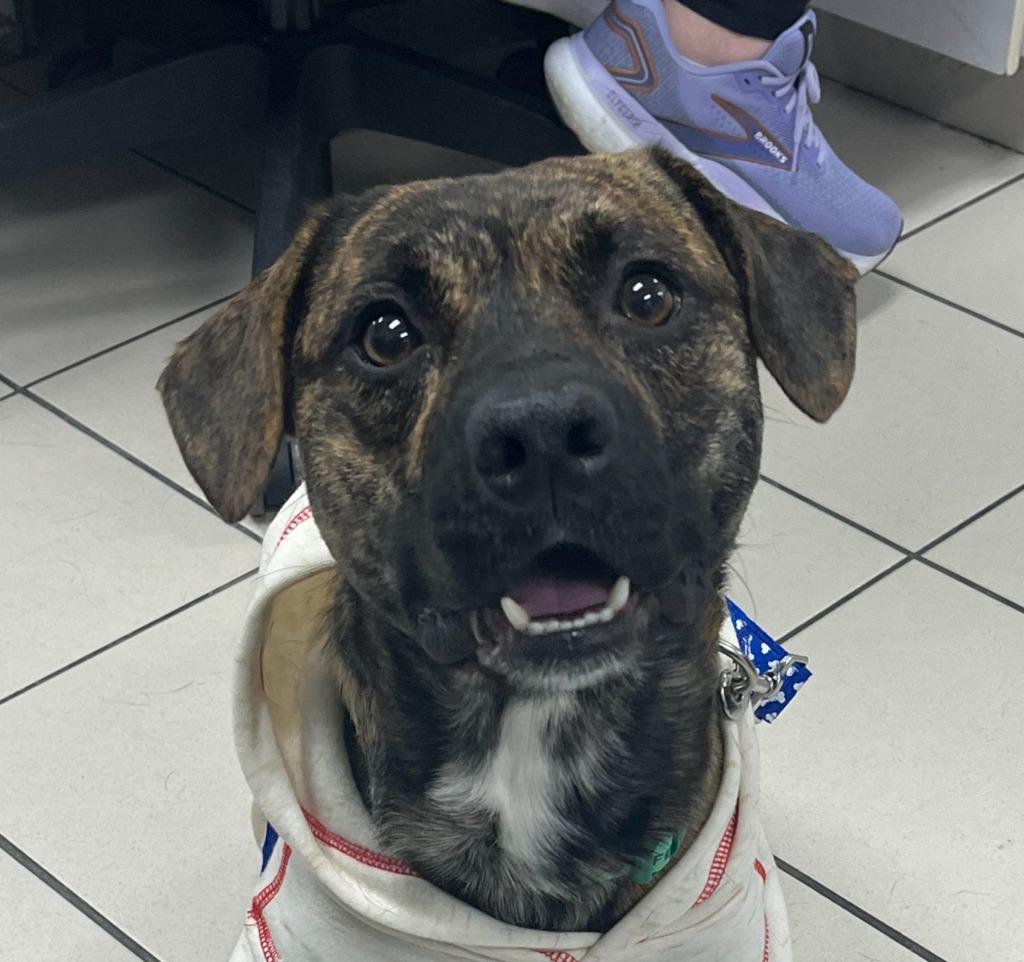 Rocket, a Adoptable mixed breed in Johnston, IA image 3/6