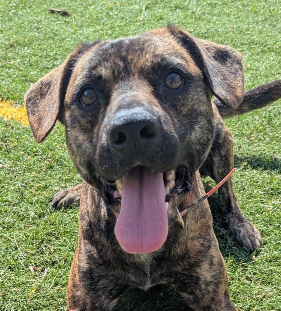 Rocket, a Adoptable mixed breed in Johnston, IA image 4/6