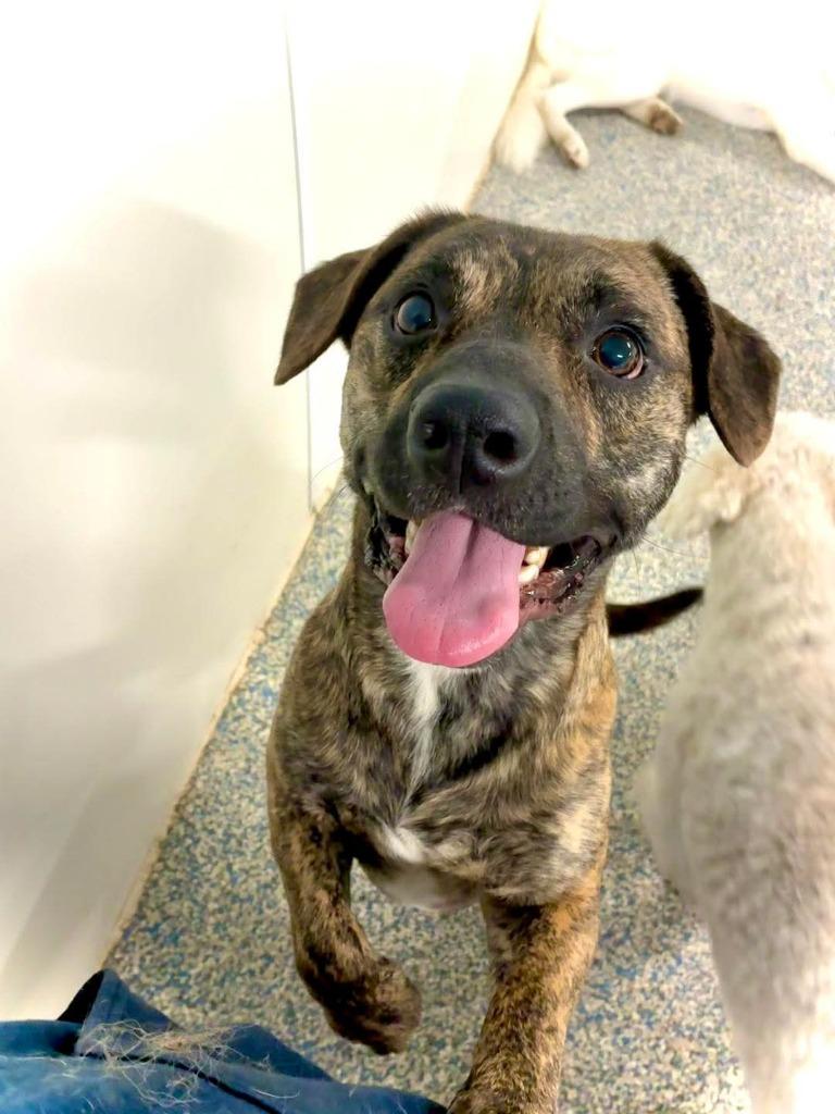 Rocket, a Adoptable mixed breed in Johnston, IA image 4/6