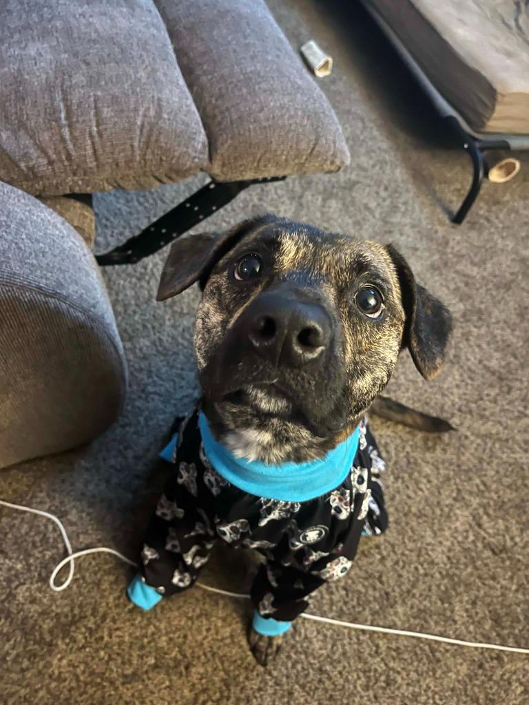 Rocket, a Adoptable mixed breed in Johnston, IA image 6/6