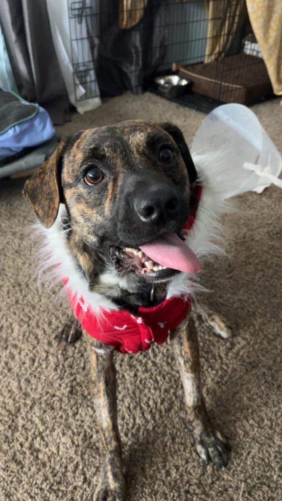 Rocket, a Adoptable mixed breed in Johnston, IA image 6/6