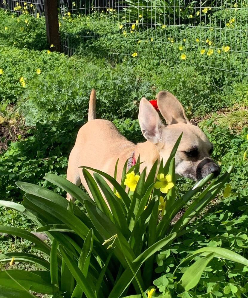 Trixie (Chihuahua), a Adoptable mixed breed in Claremont, CA image 1/6
