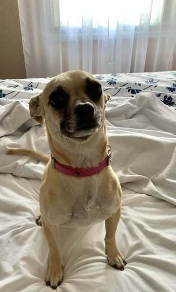 Trixie (Chihuahua), a Adoptable mixed breed in Claremont, CA image 2/6