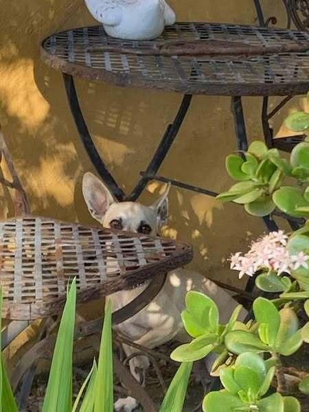 Trixie (Chihuahua), a Adoptable mixed breed in Claremont, CA image 3/6