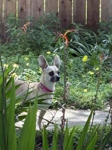 Trixie (Chihuahua), a Adoptable mixed breed in Claremont, CA image 4/6
