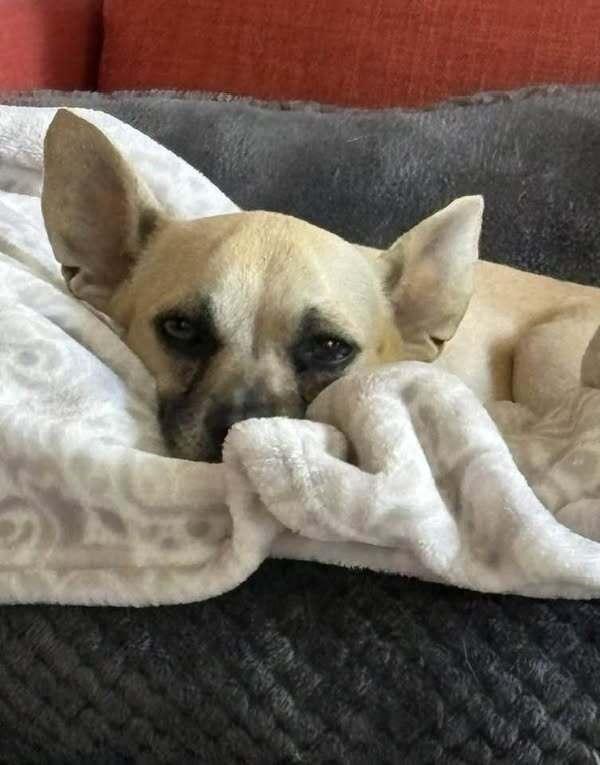 Trixie (Chihuahua), a Adoptable mixed breed in Claremont, CA image 5/6