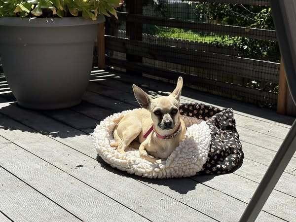 Trixie (Chihuahua), a Adoptable mixed breed in Claremont, CA image 6/6
