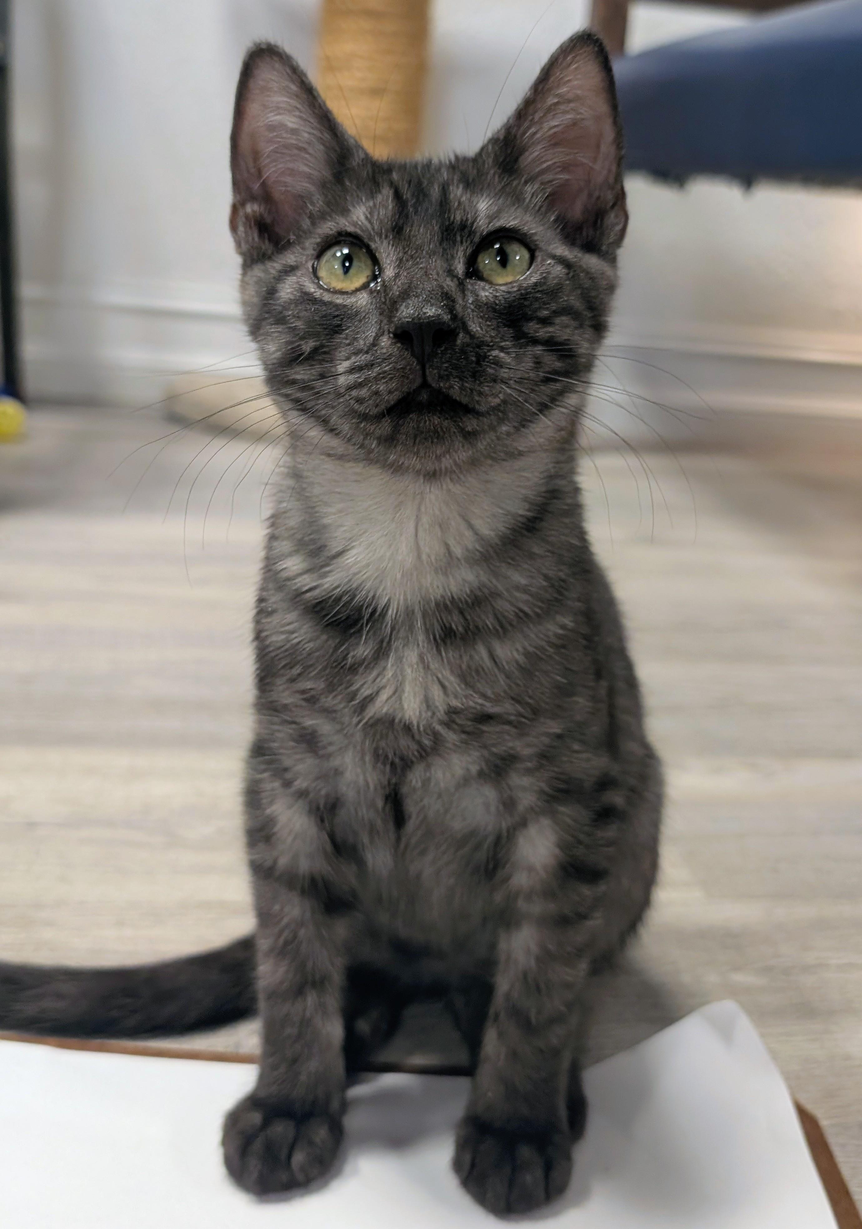 Sullivan, adopted, Kitten Male Domestic Short Hair.