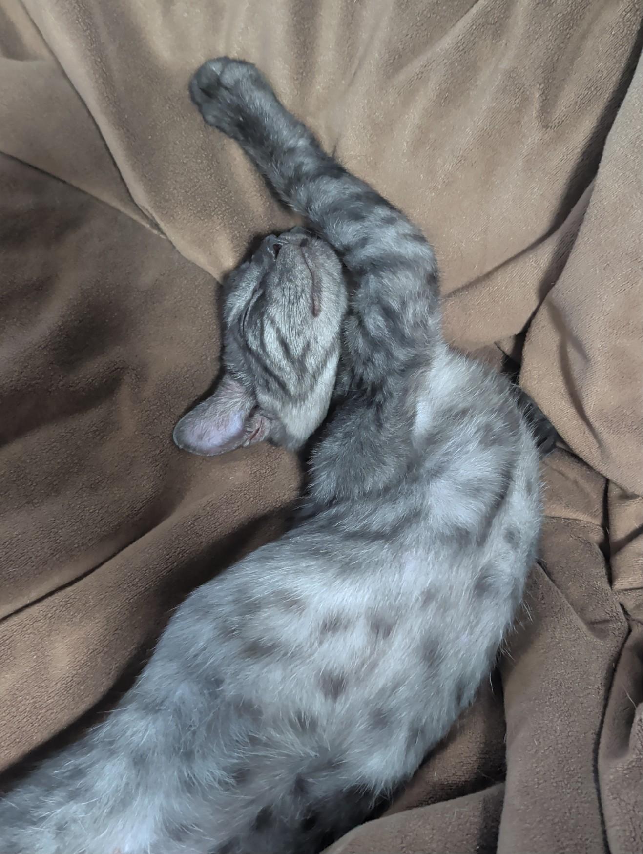 Sullivan, an adopted Domestic Short Hair in Palm Harbor, FL image 2/5