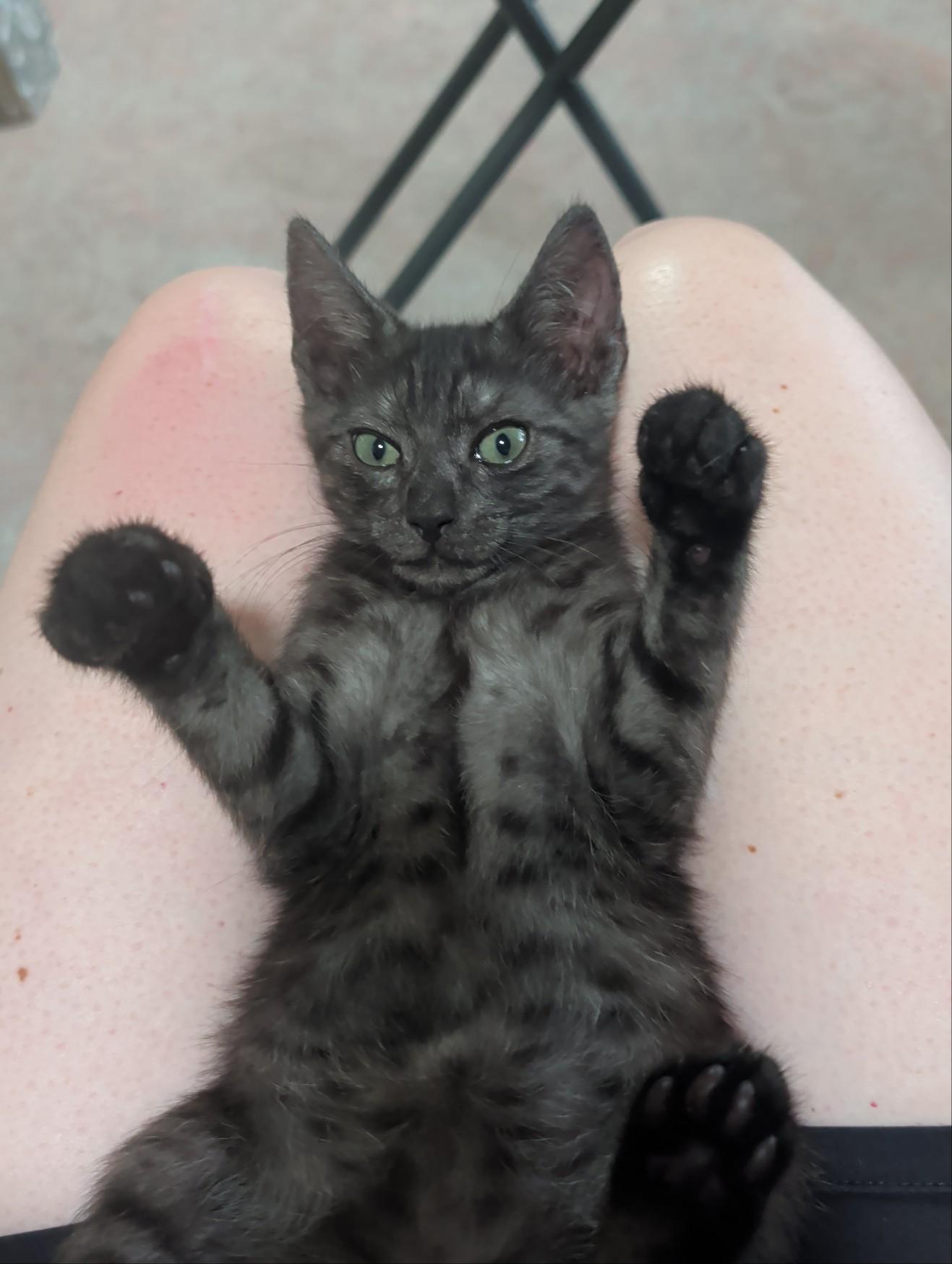 Sullivan, an adopted Domestic Short Hair in Palm Harbor, FL image 5/5
