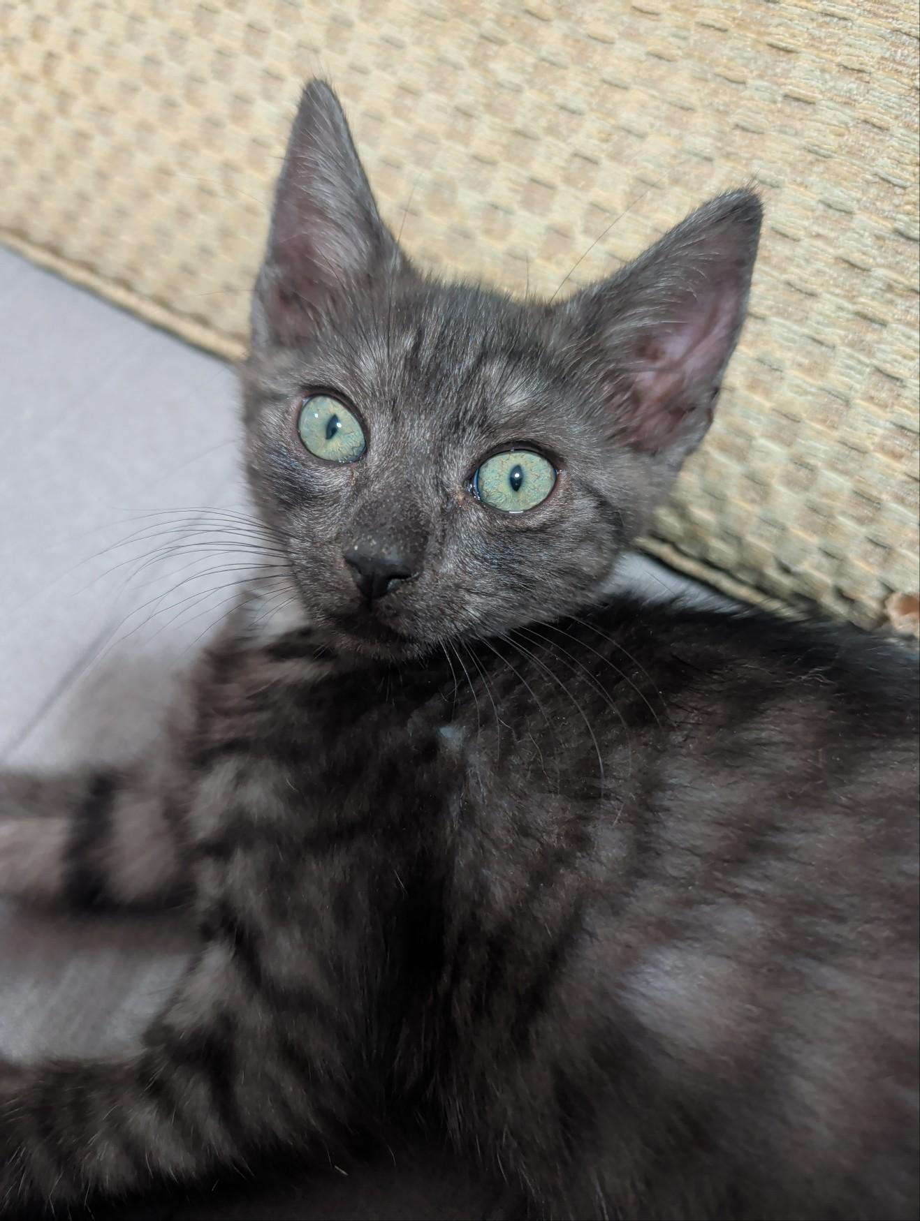 Sullivan, an adopted Domestic Short Hair in Palm Harbor, FL image 4/5