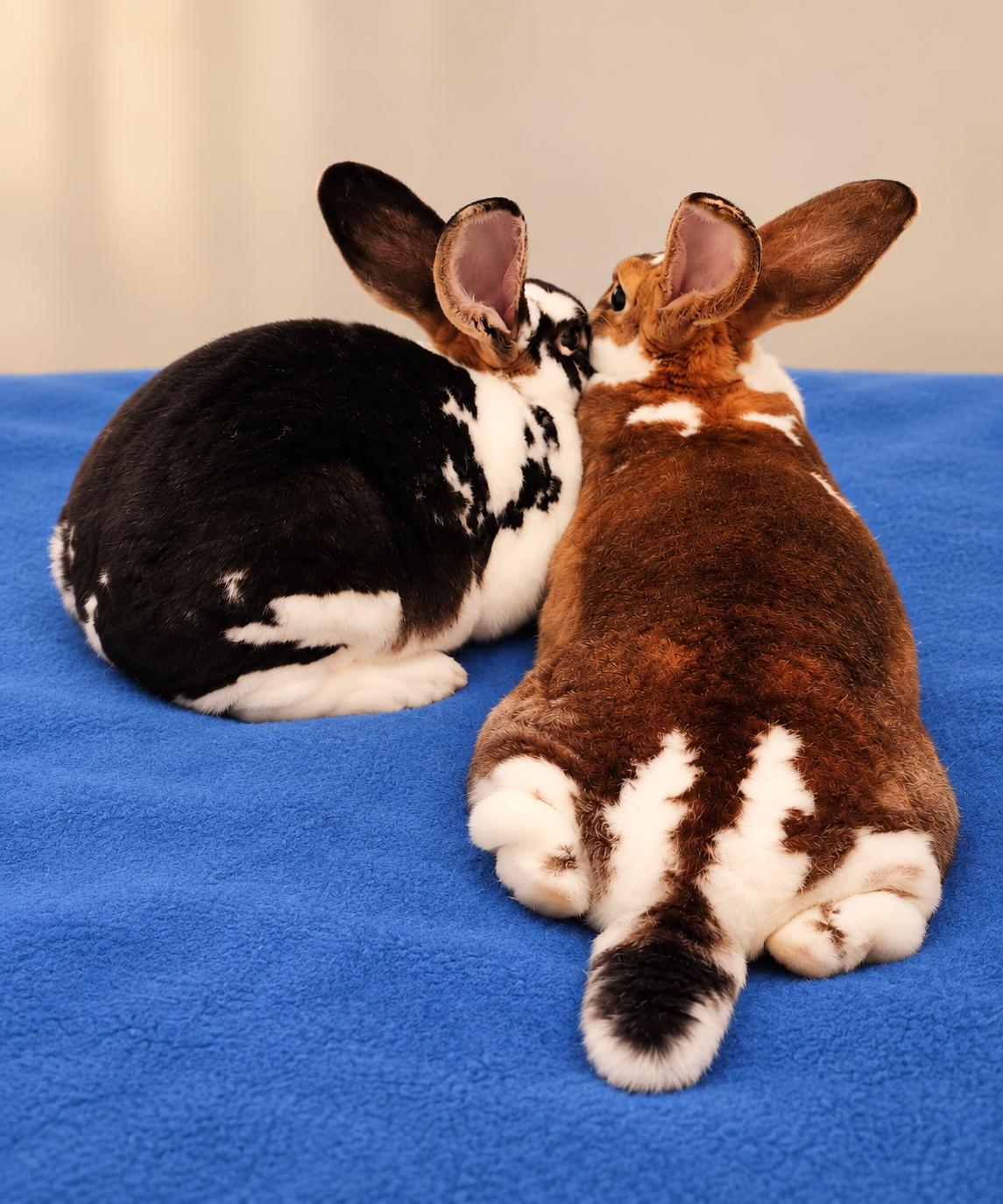 Enlarge Big Papi & Little Poppy, a Adoptable Rex in Virginia Beach, VA image 2/6