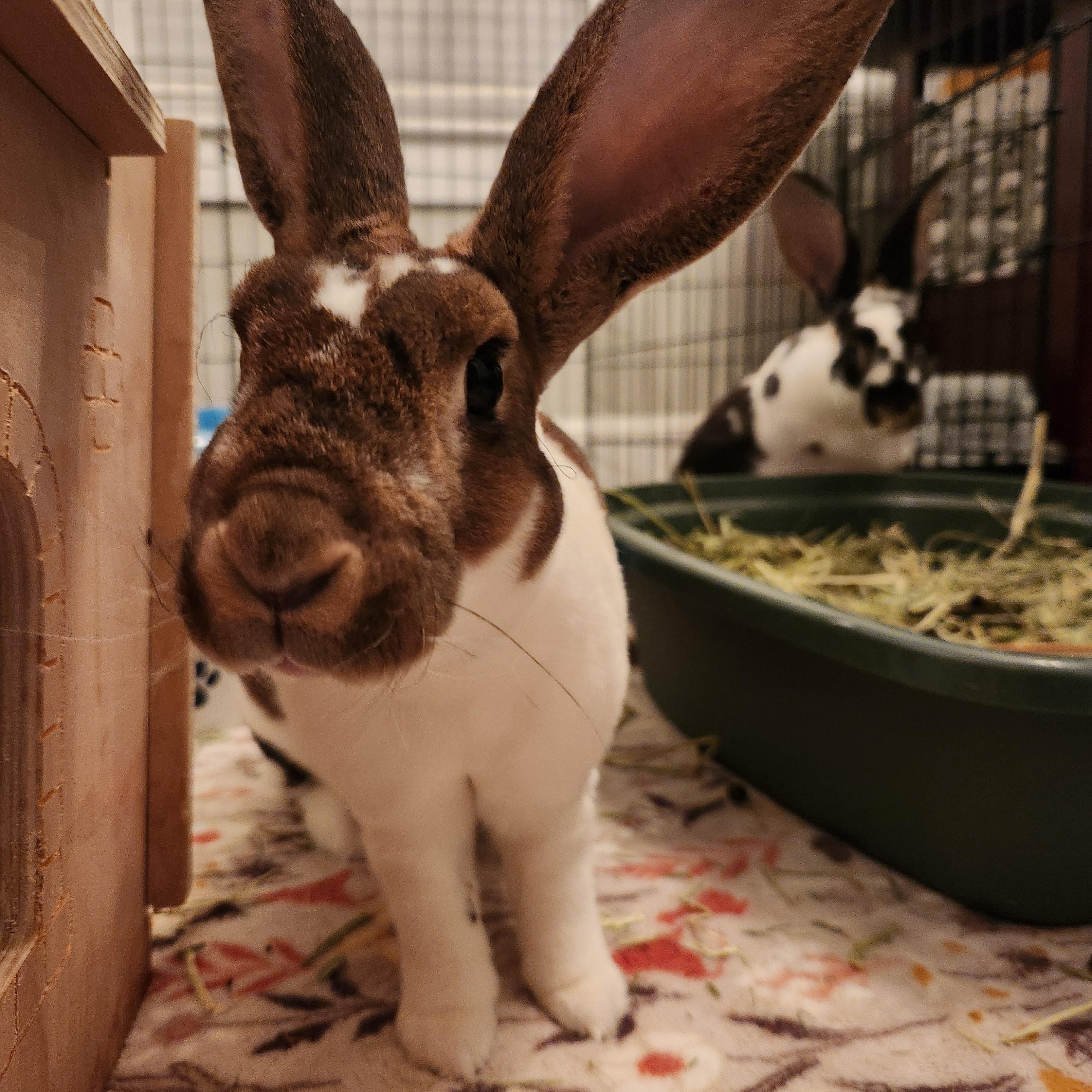 Enlarge Big Papi & Little Poppy, a Adoptable Rex in Virginia Beach, VA image 6/6