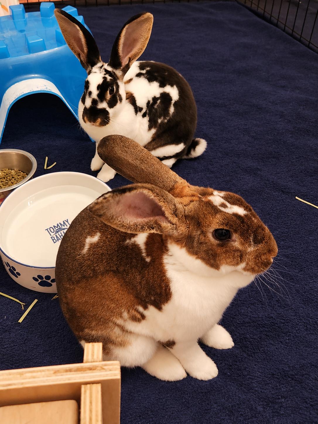 Enlarge Big Papi & Little Poppy, a Adoptable Rex in Virginia Beach, VA image 5/6