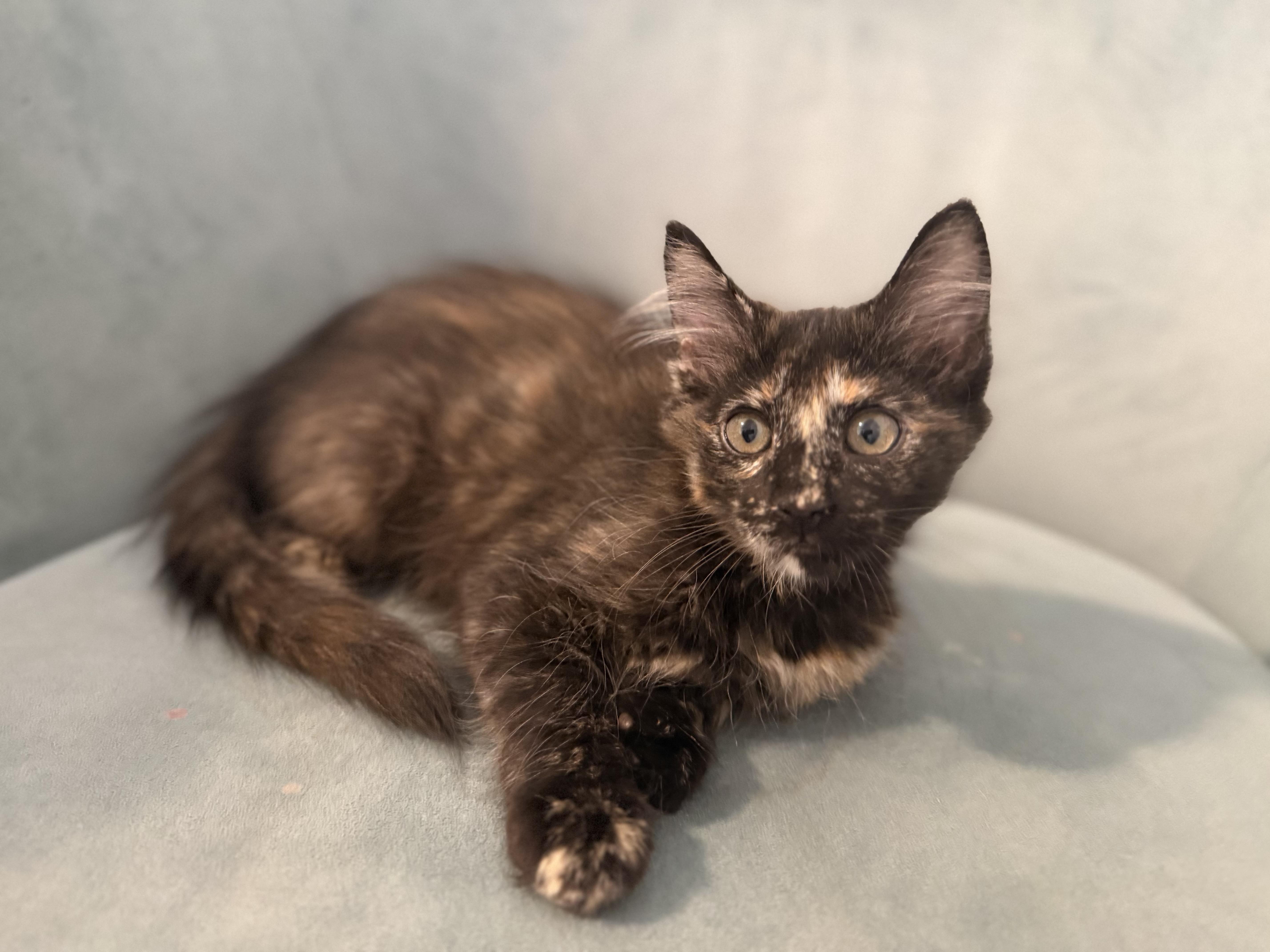 Latte, an adopted mixed breed in Fresno, CA image 2/2