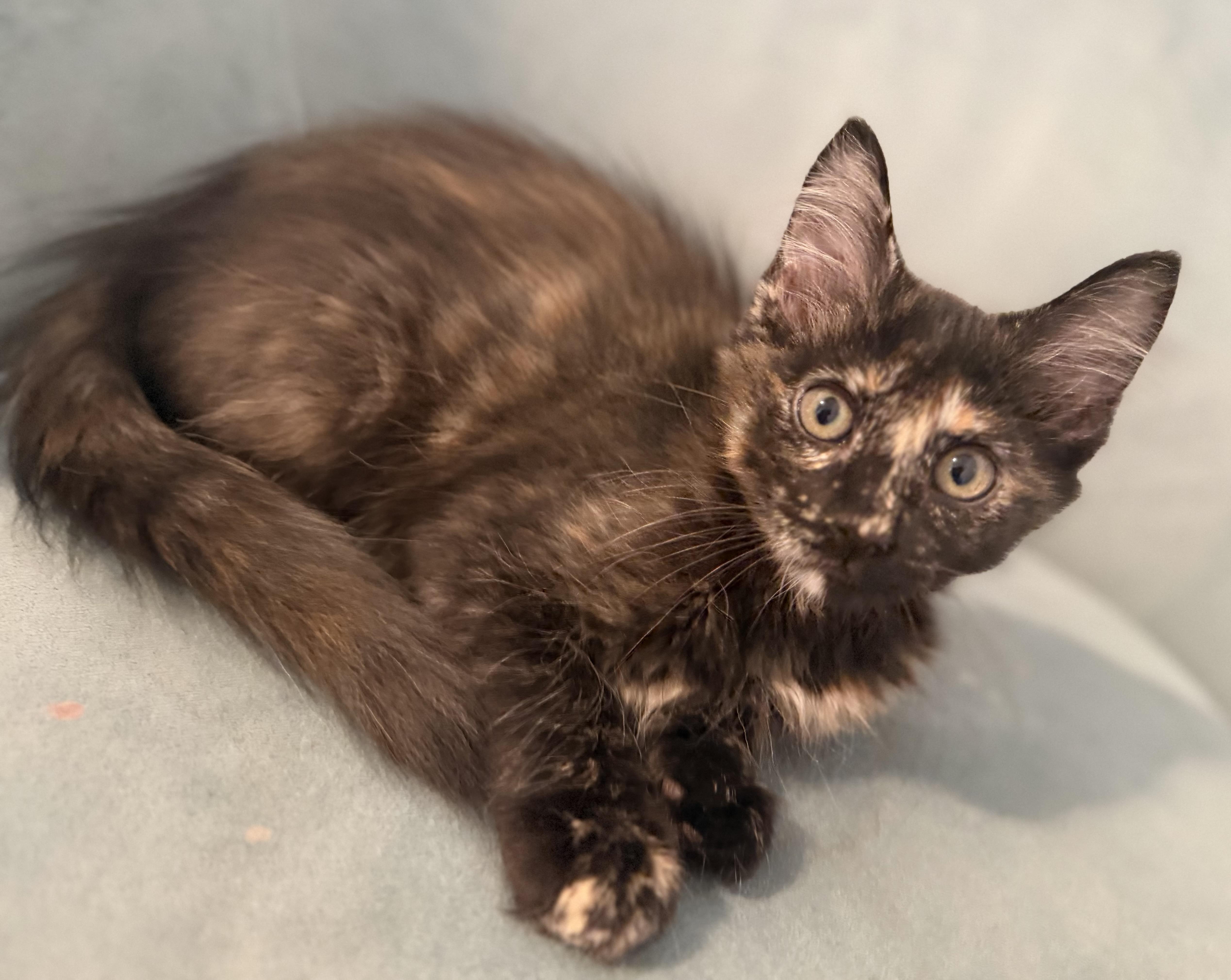 Latte, adopted, Kitten Female Domestic Medium Hair & Tortoiseshell.