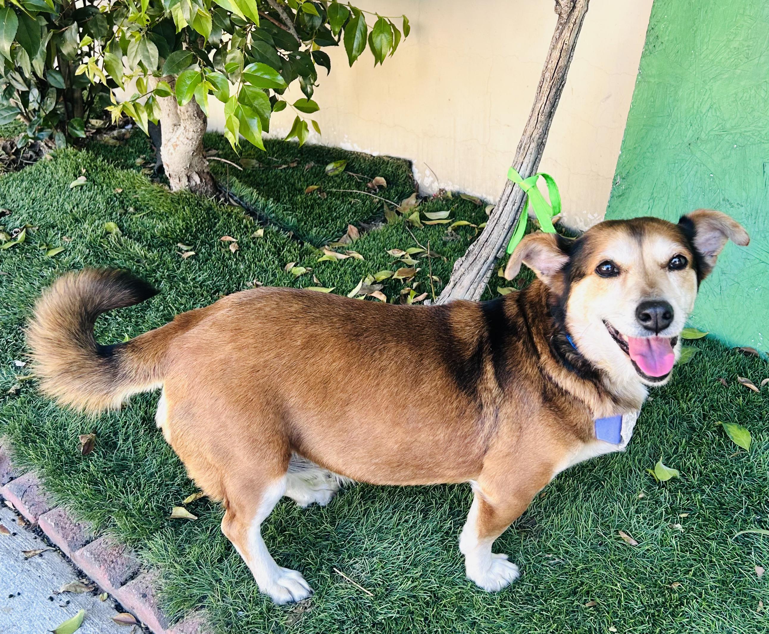 CORA, a ADOPTABLE mixed breed in Rowland Heights, CA image 4/4