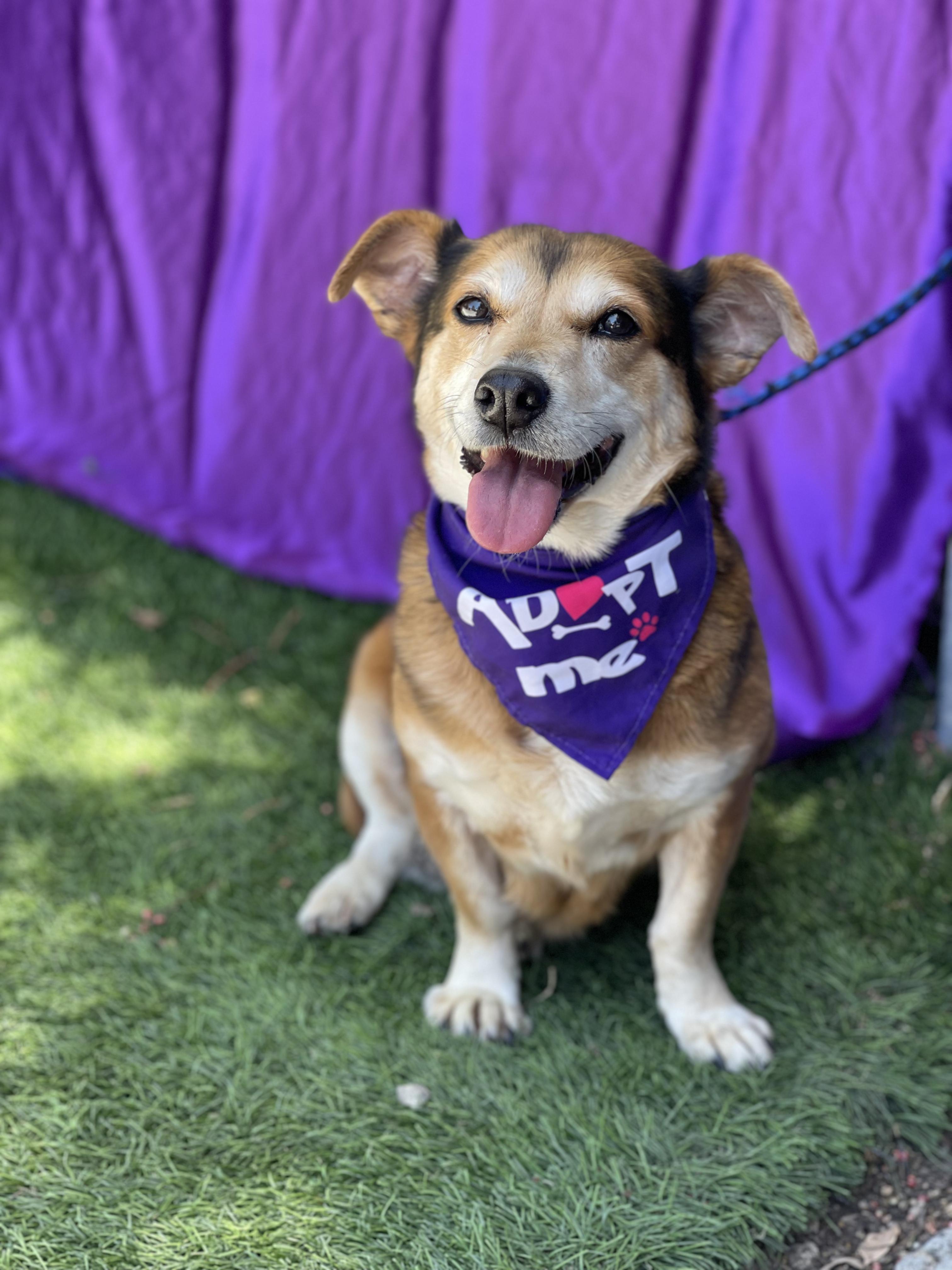 CORA, a ADOPTABLE mixed breed in Rowland Heights, CA image 2/4