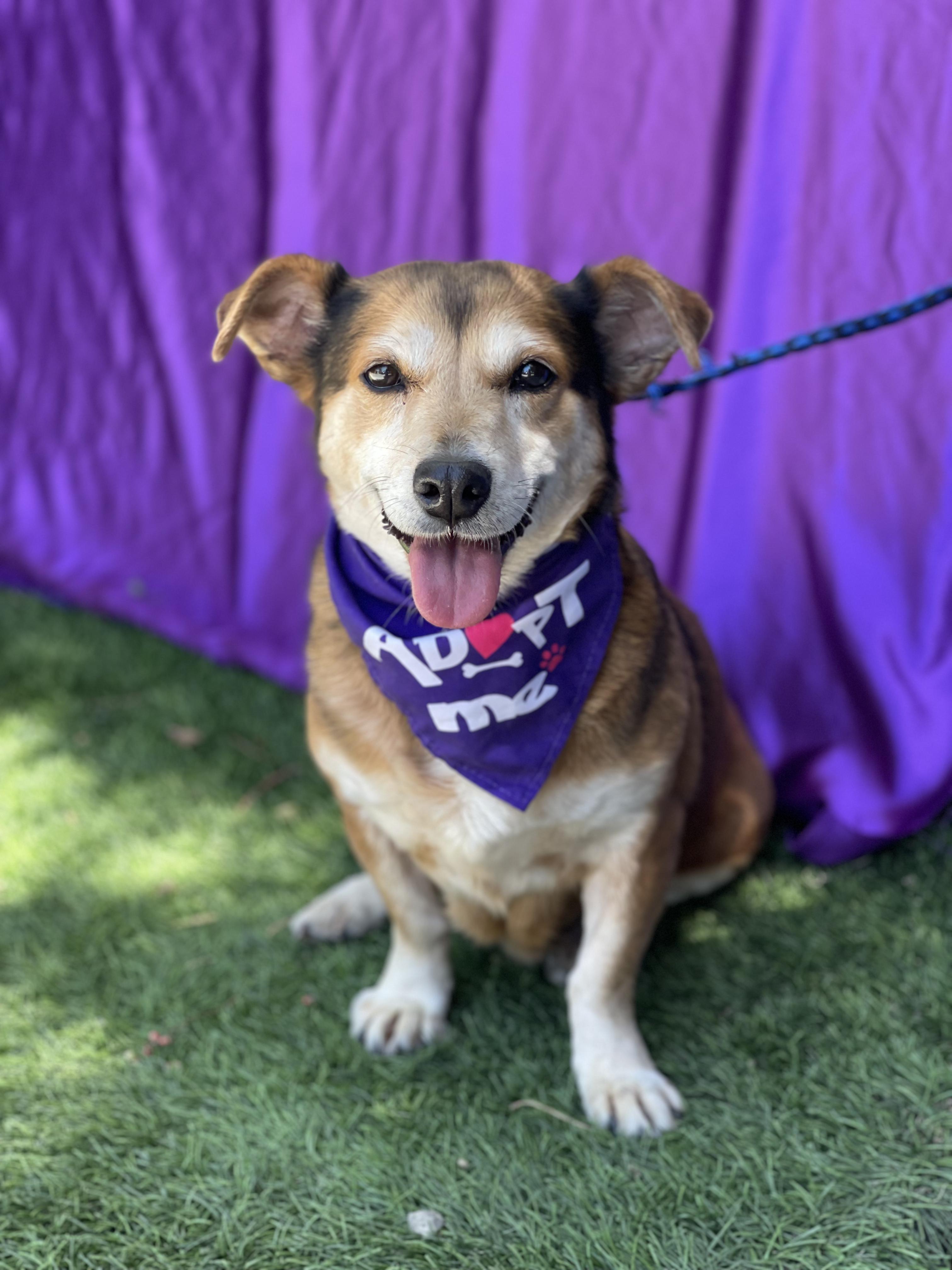 CORA, ADOPTABLE, Young Female Dachshund & Corgi.