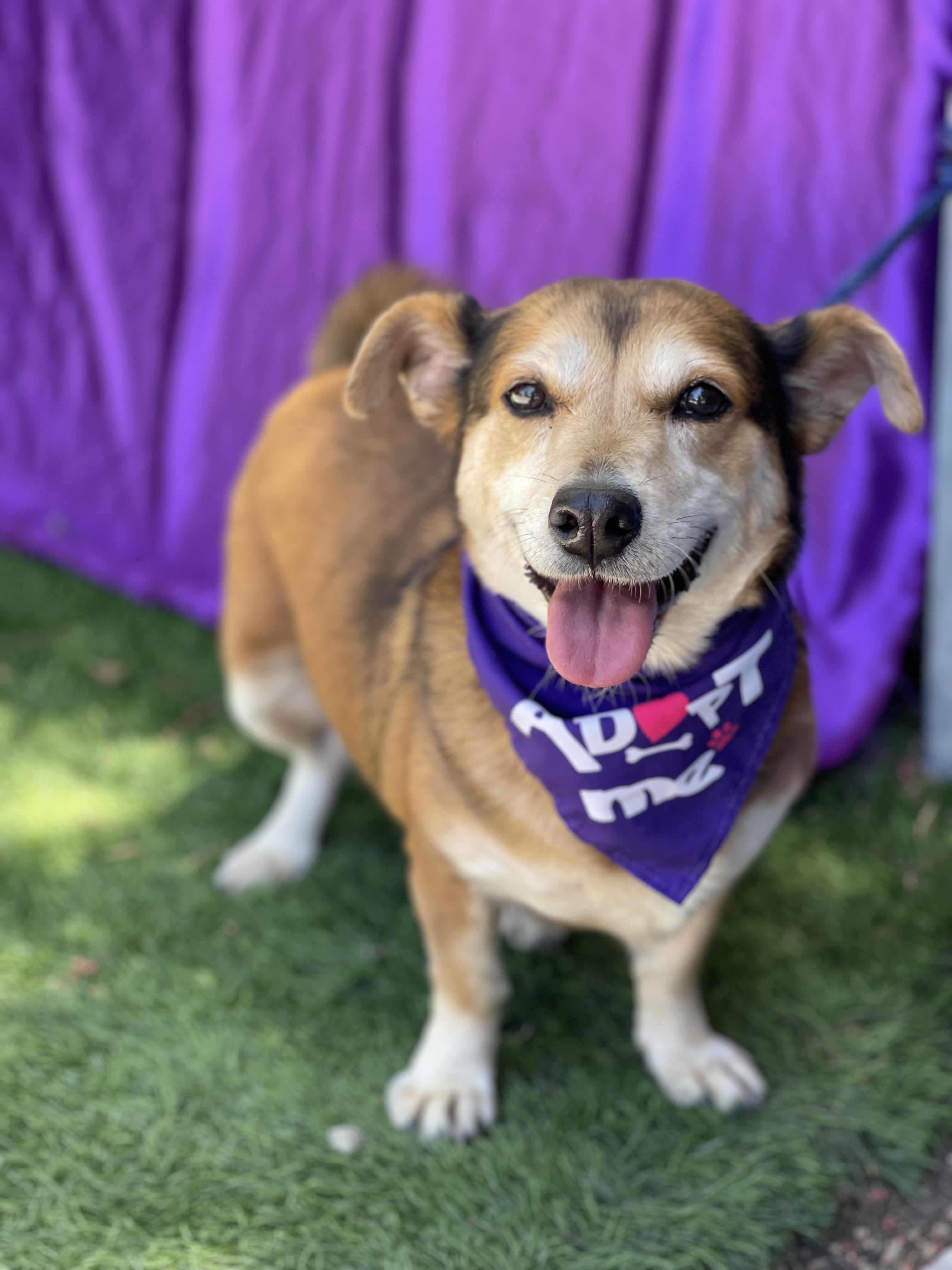 CORA, a ADOPTABLE mixed breed in Rowland Heights, CA image 3/4
