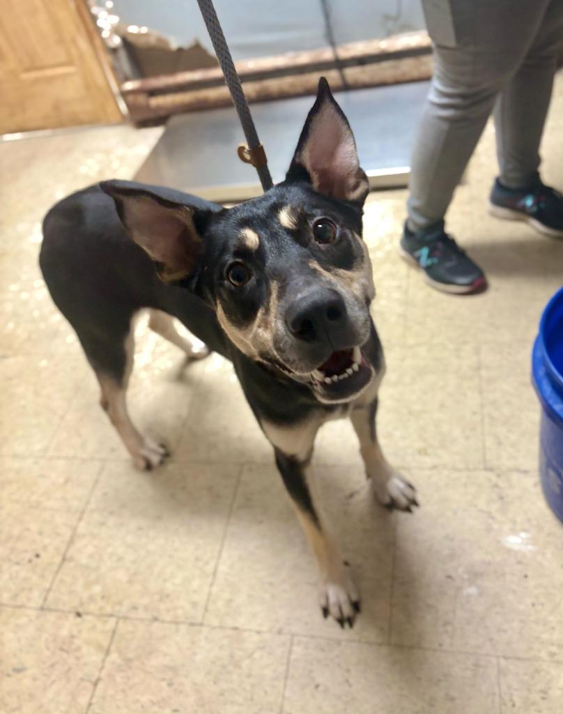 Enlarge Chestnut, a Adoptable mixed breed in Chillicothe, OH image 1/1