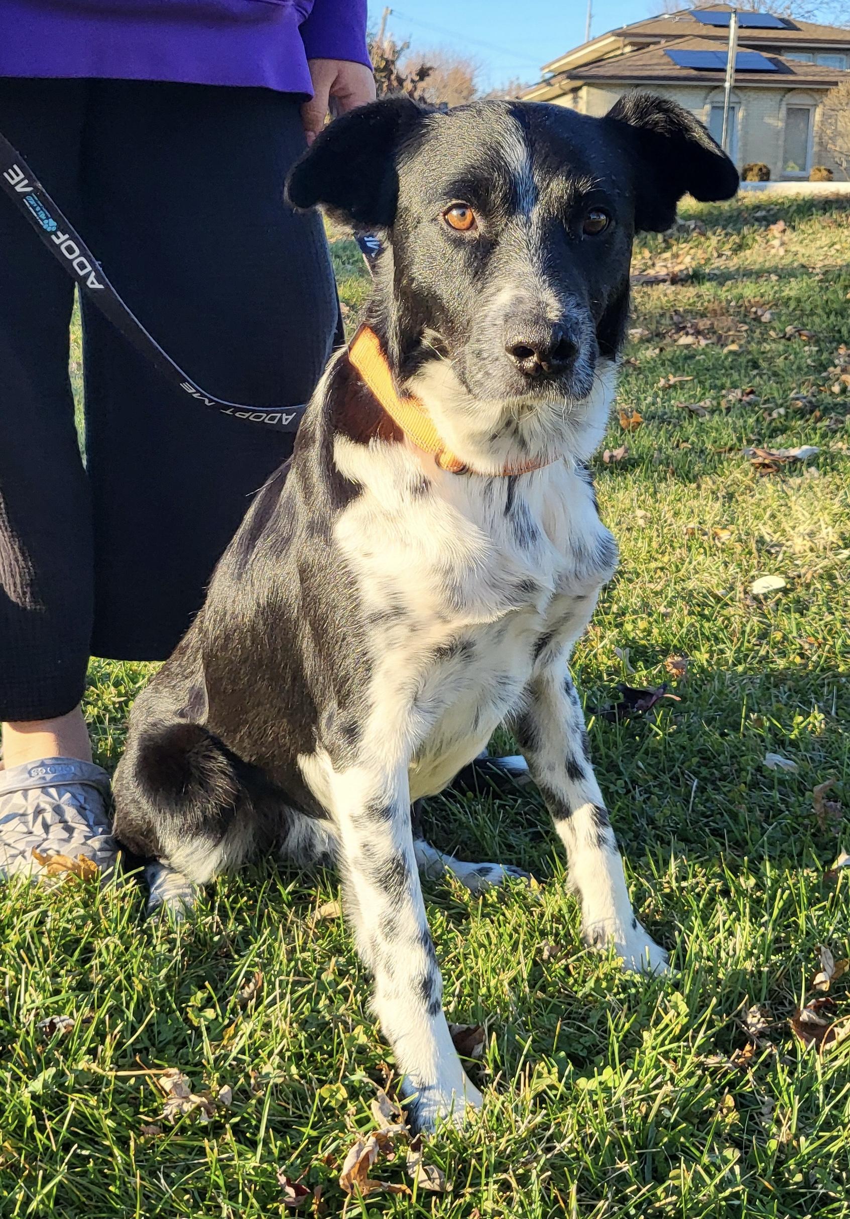 Crockett, Adoptable, Adult Male Border Collie.