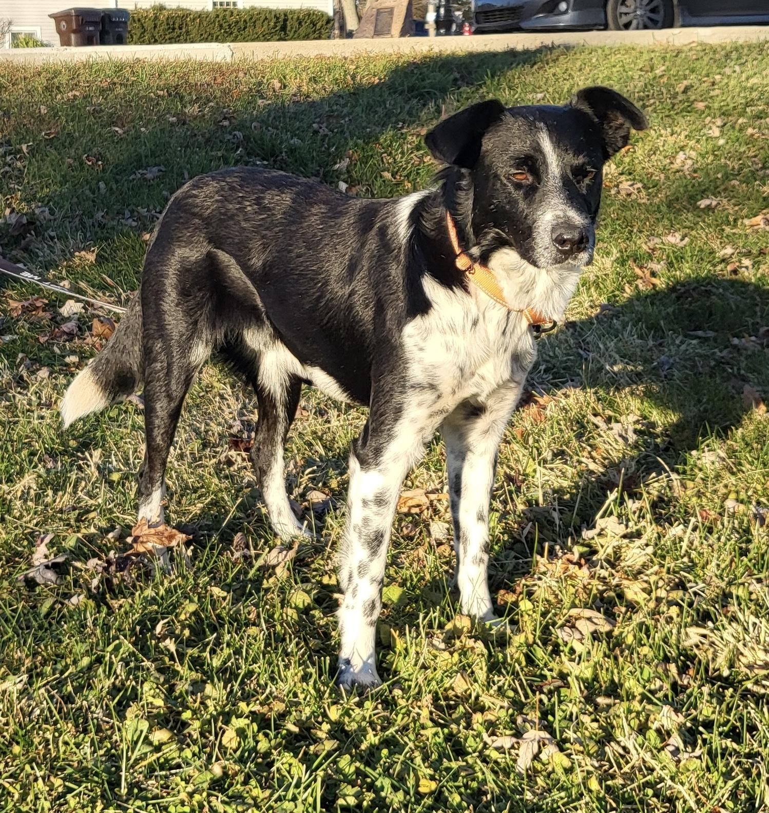 Crockett, a Adoptable mixed breed in Warrenville, IL image 2/4