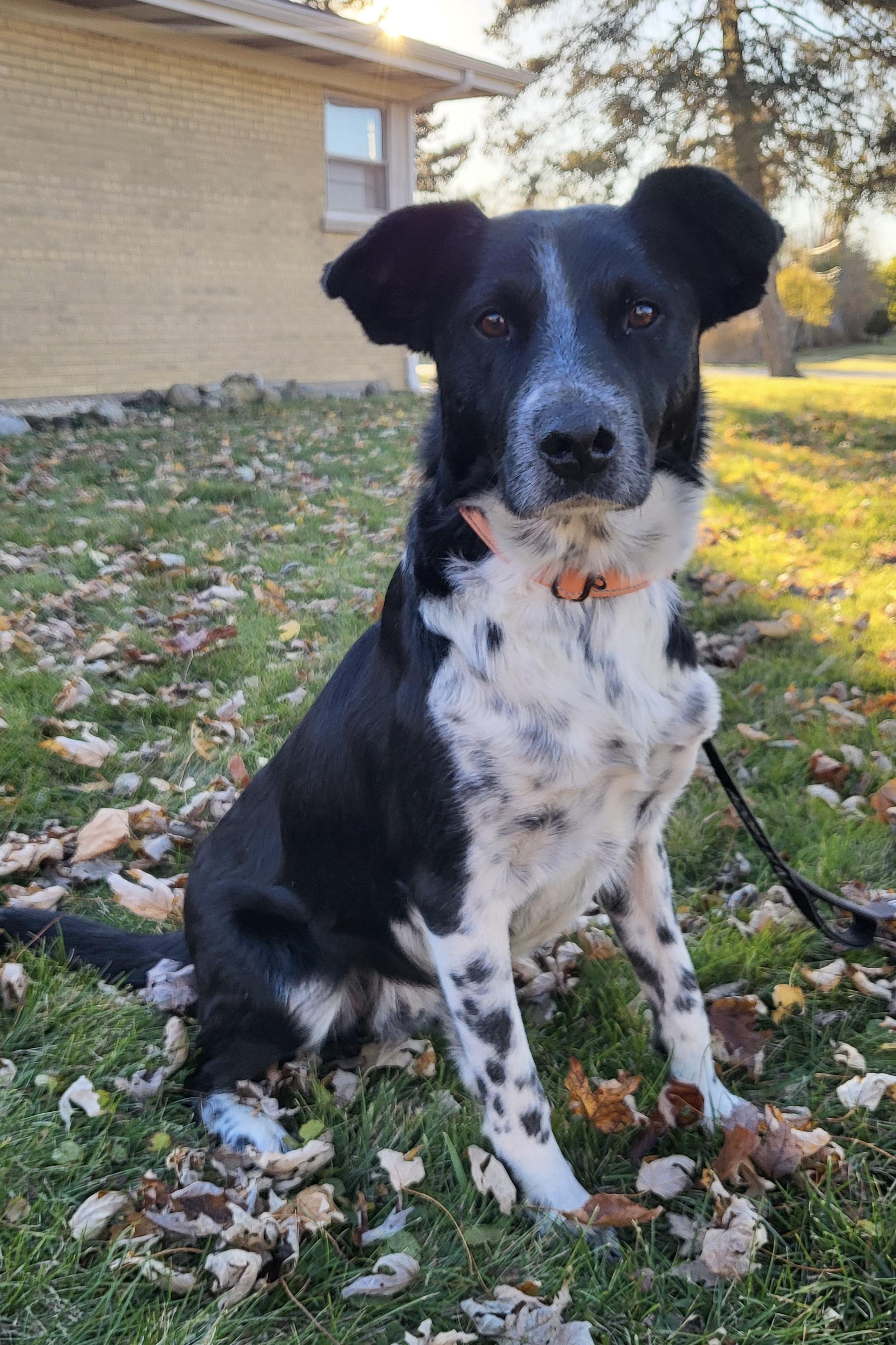 Crockett, a Adoptable mixed breed in Warrenville, IL image 3/4