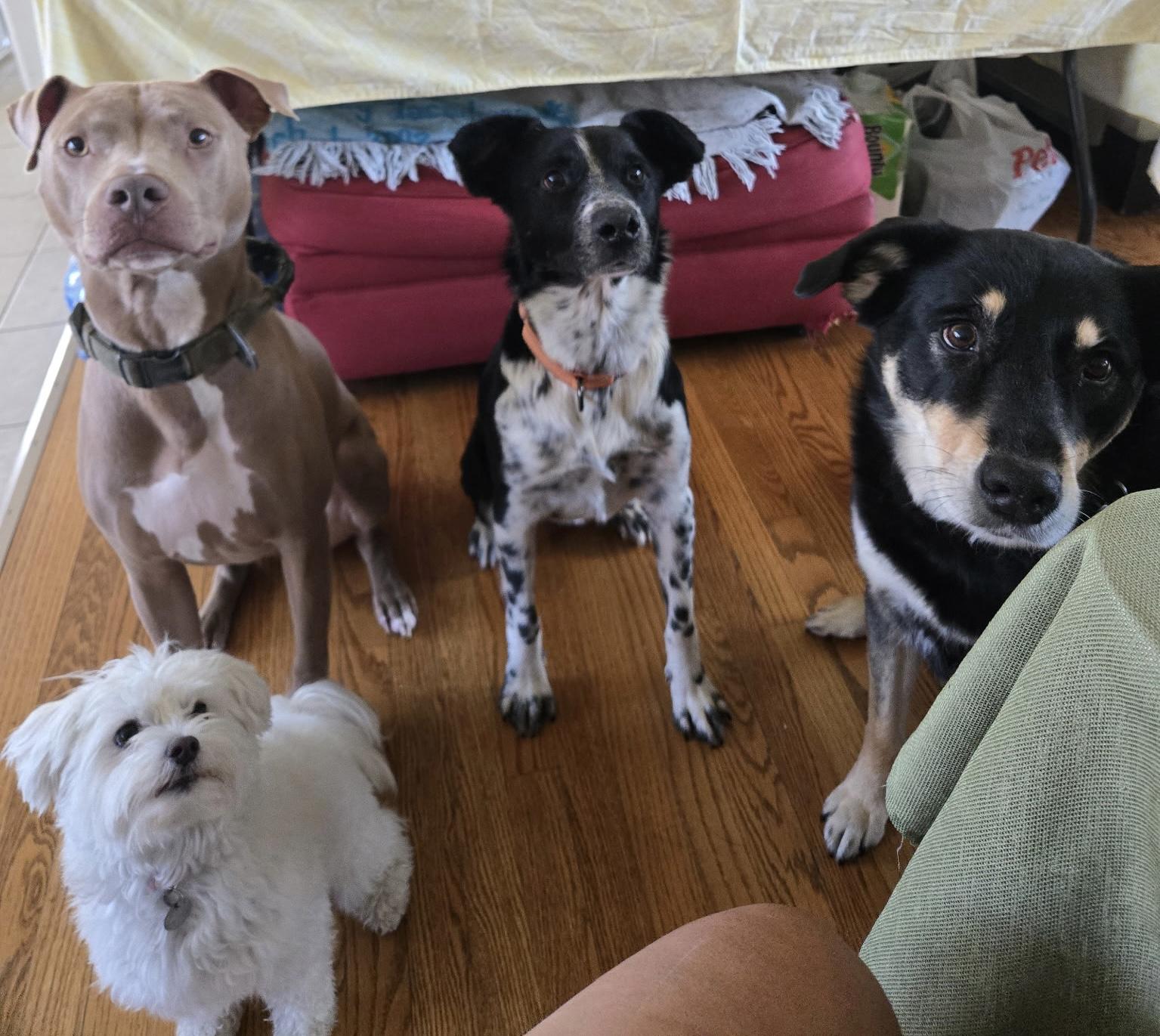 Crockett, a Adoptable mixed breed in Warrenville, IL image 4/4