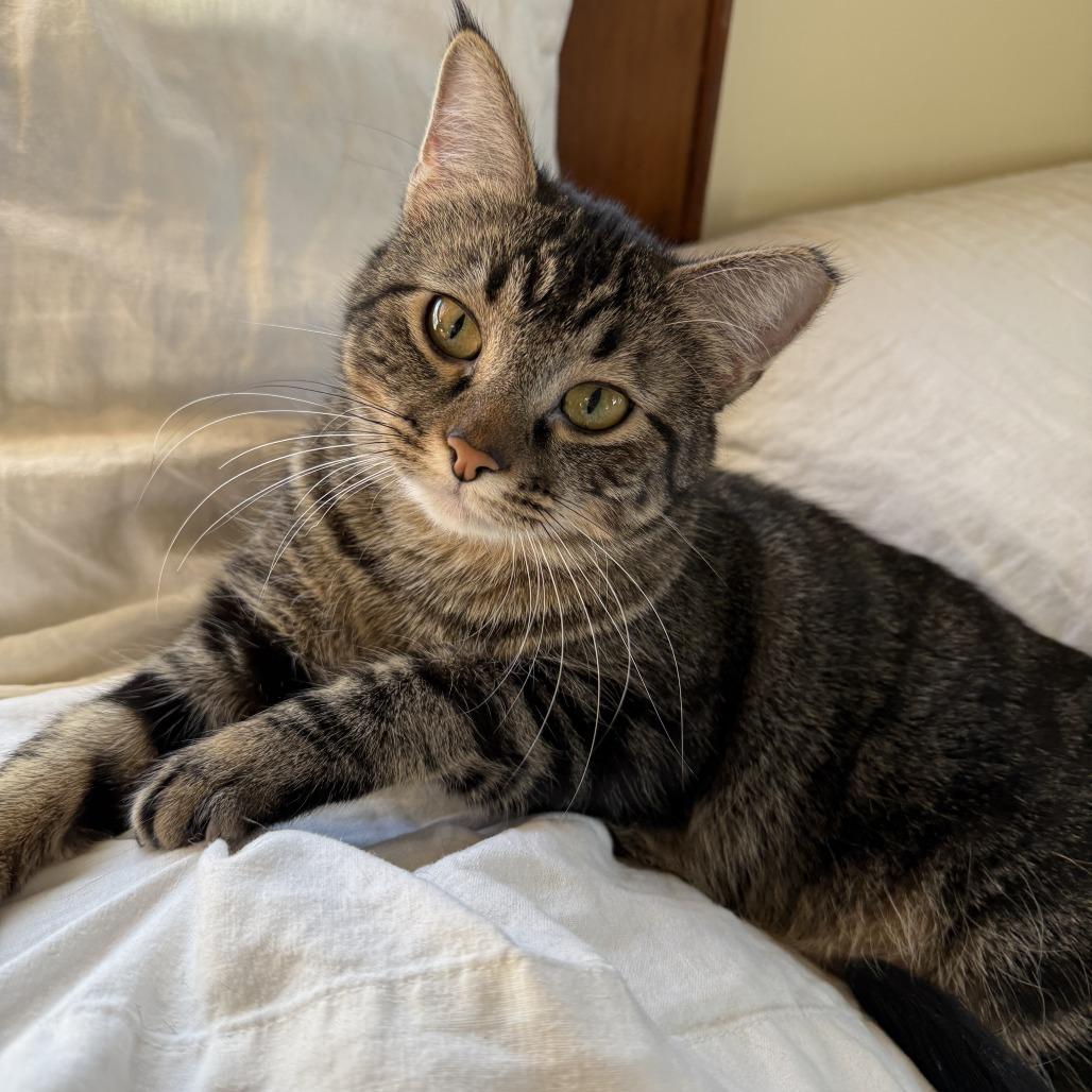 Enlarge Remi, a Adoptable Domestic Short Hair in Wichita, KS image 1/6