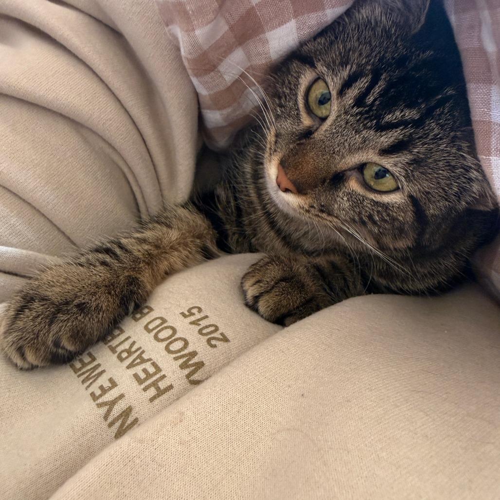 Enlarge Remi, a Adoptable Domestic Short Hair in Wichita, KS image 3/6