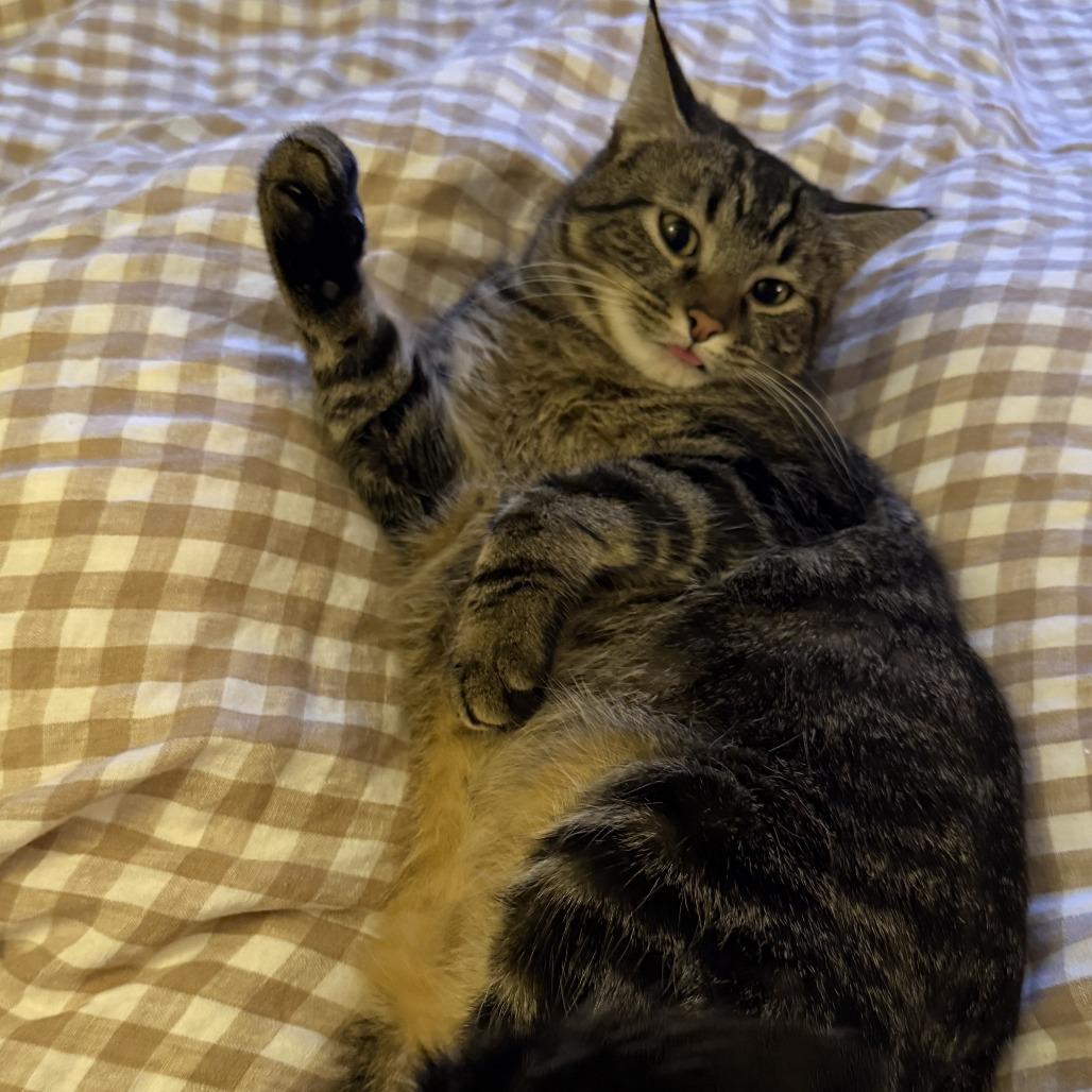 Enlarge Remi, a Adoptable Domestic Short Hair in Wichita, KS image 4/6