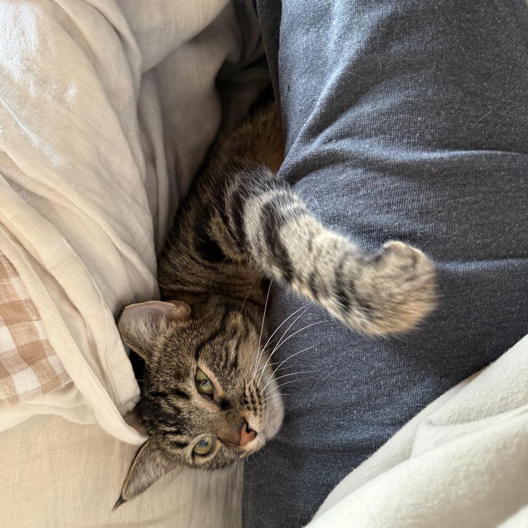 Enlarge Remi, a Adoptable Domestic Short Hair in Wichita, KS image 5/6