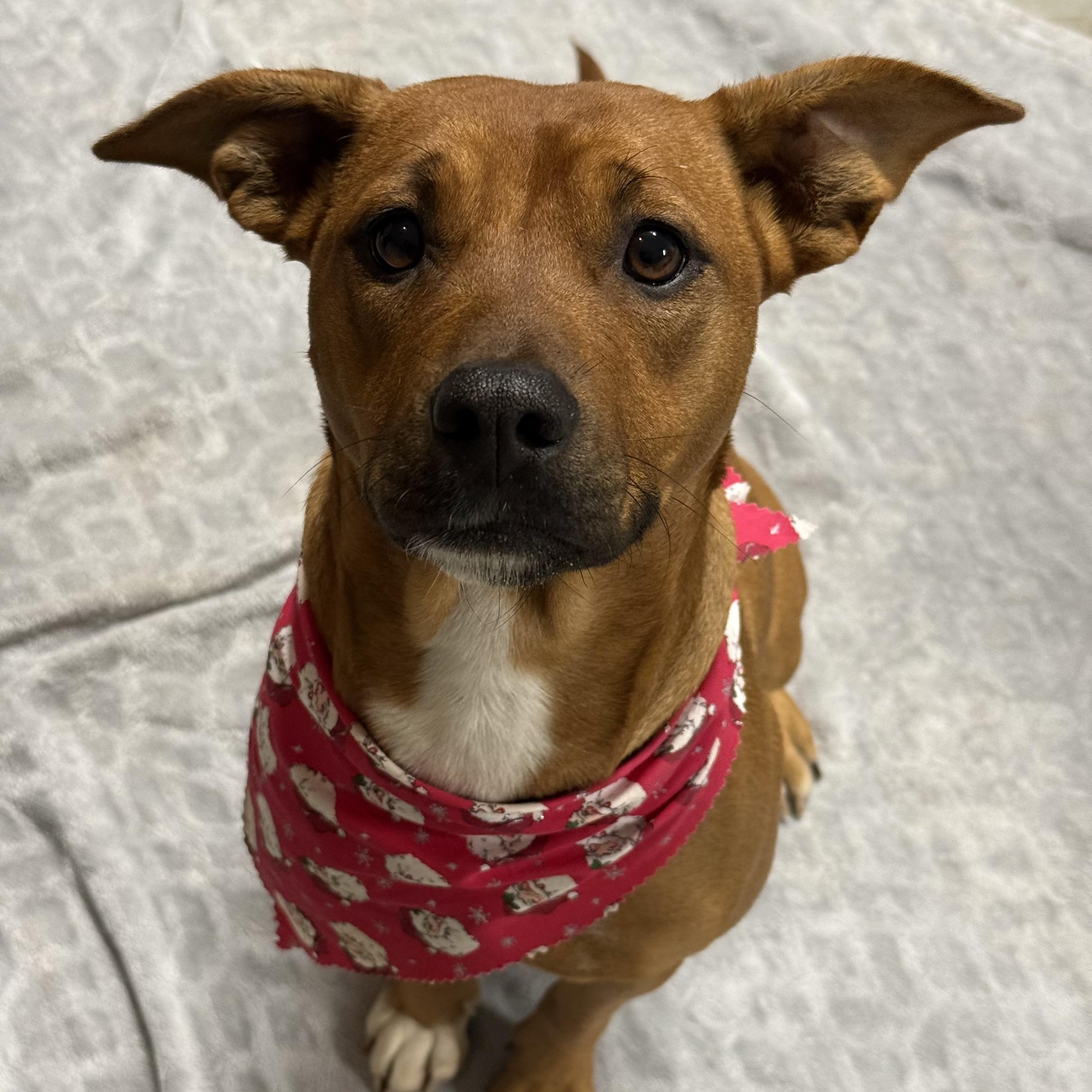 Enlarge Mercy, a Adoptable Black Mouth Cur in Brentwood, TN image 1/3