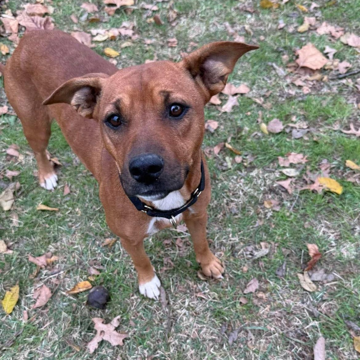 Enlarge Mercy, a Adoptable Black Mouth Cur in Brentwood, TN image 2/2