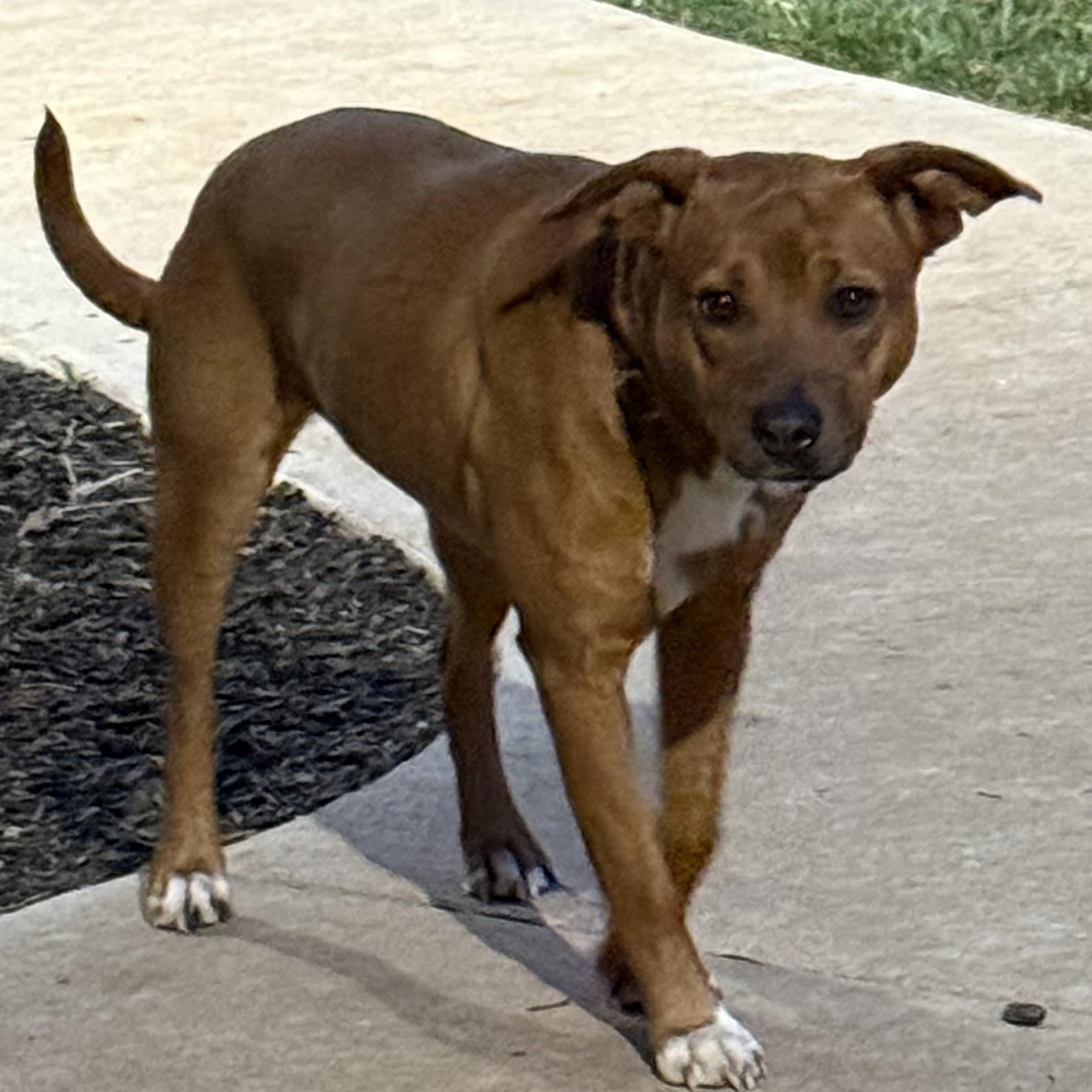 Enlarge Mercy, a Adoptable Black Mouth Cur in Brentwood, TN image 2/2